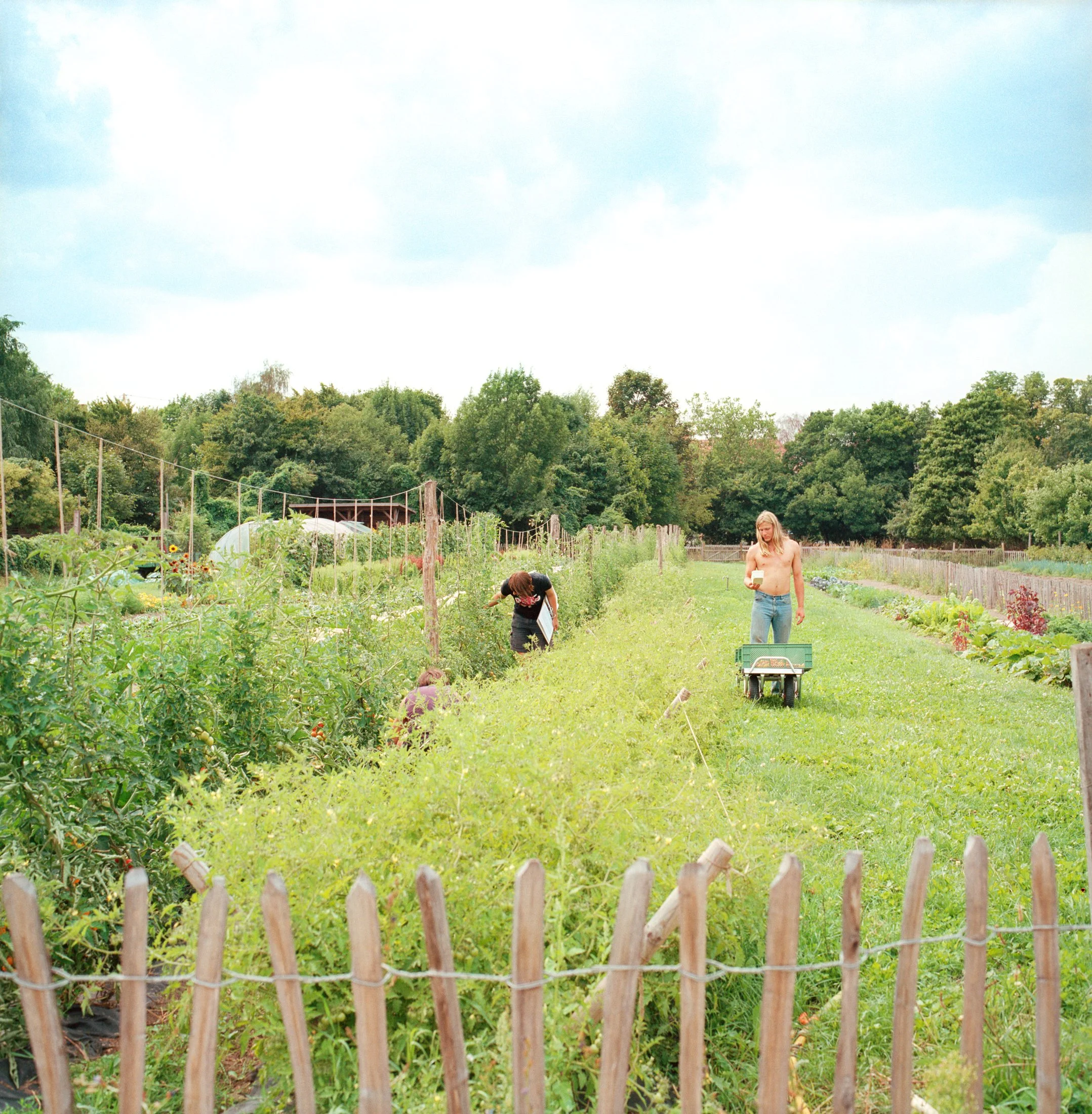 A garden scene with various plants, trees, and a small wooden fence in the foreground. Two people are tending to the garden under a partly cloudy sky.