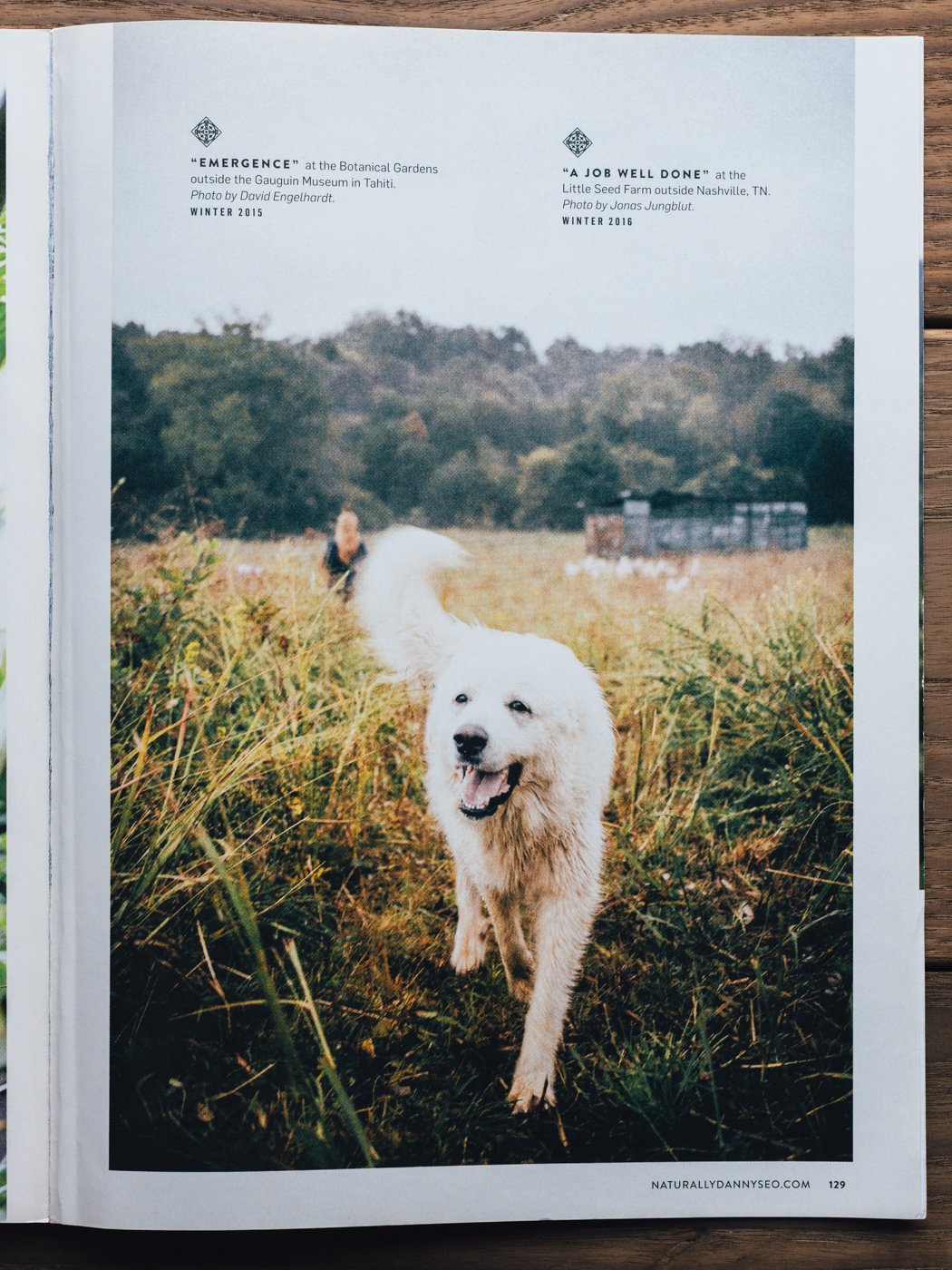 A white dog running through a grassy field with trees in the background, two people in the distance, and a small structure.