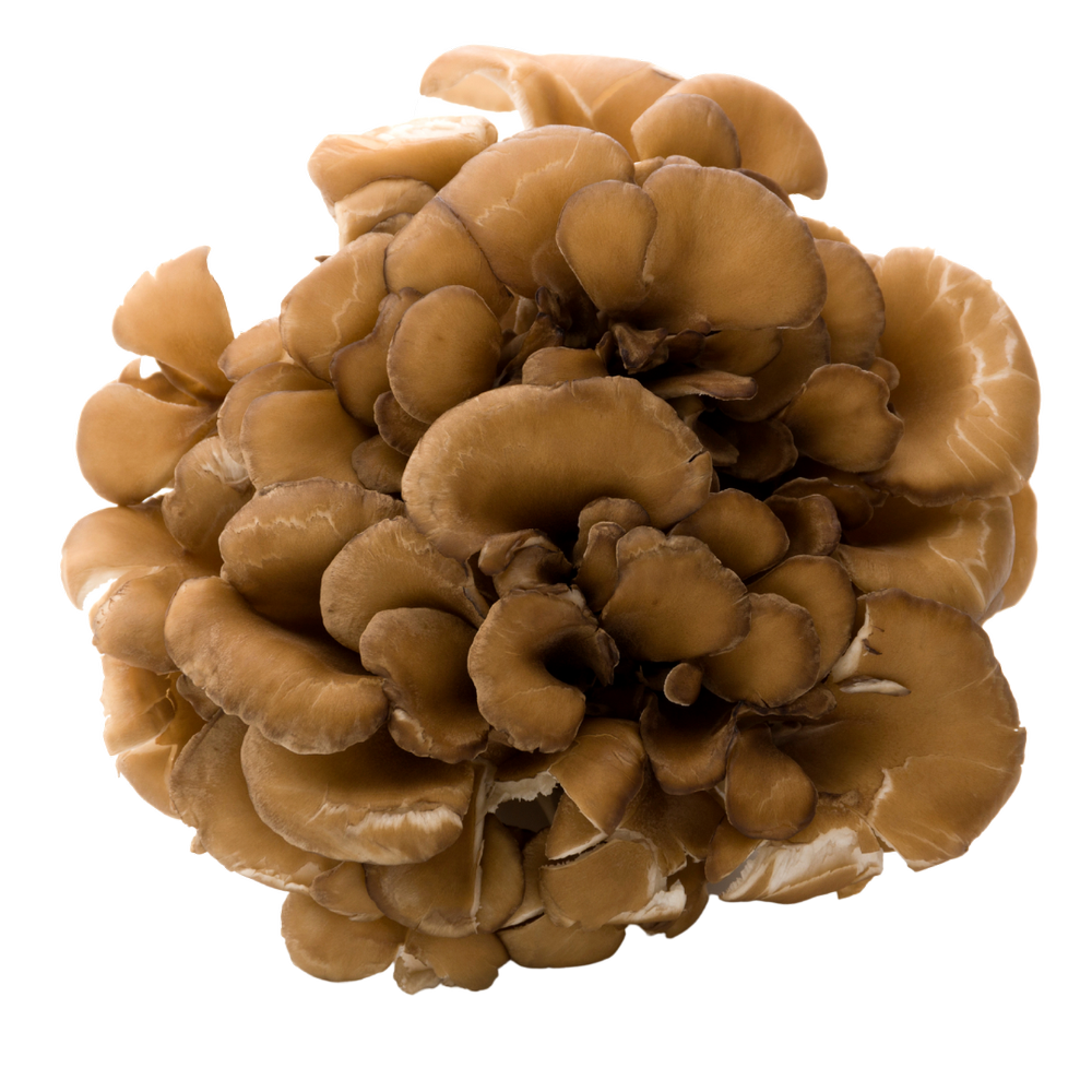 Maitake — Peaceful Harvest Mushrooms