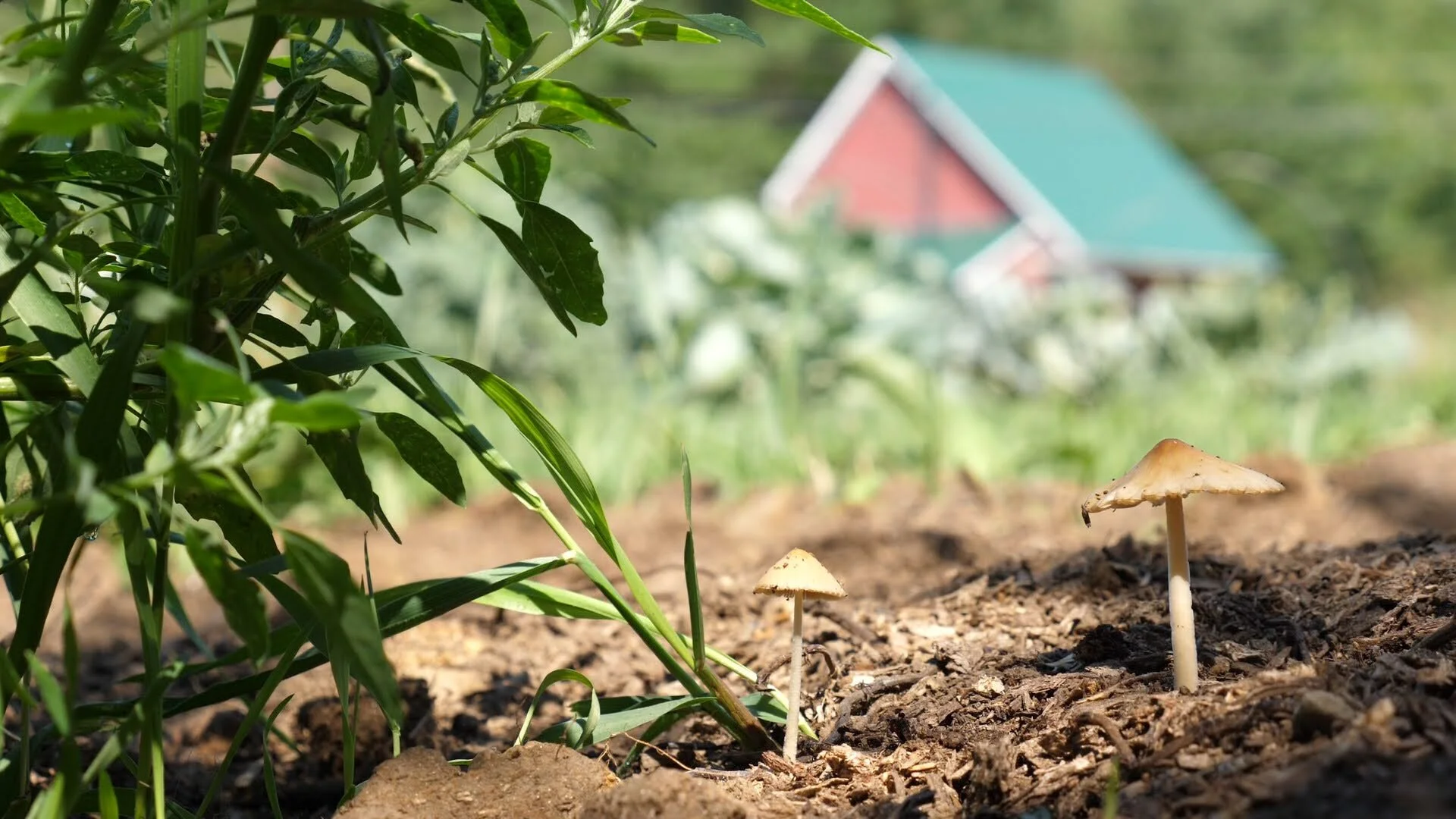 More About Our Mushrooms — Peaceful Harvest Mushrooms