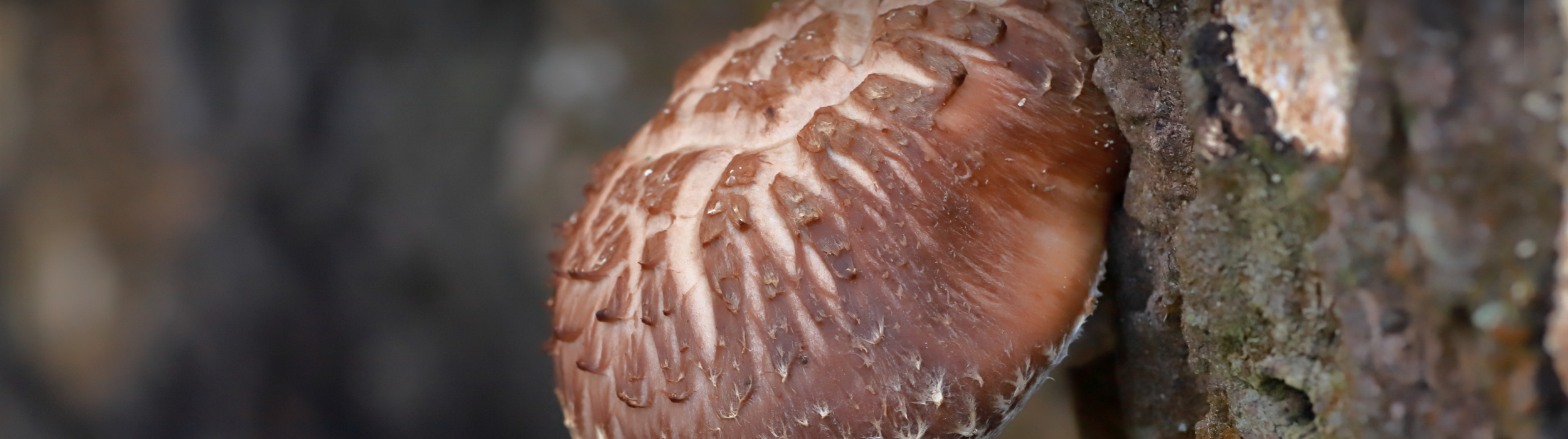 Shiitake.png