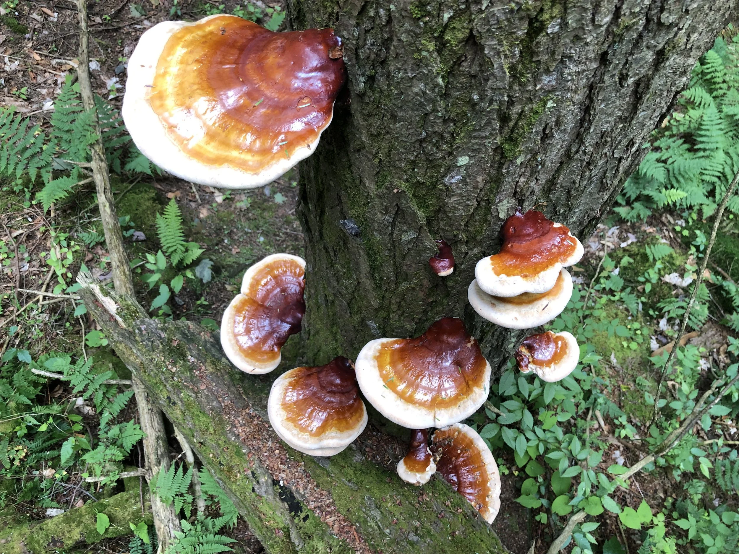 Reishi Ganoderma tsugae in the wild in Central Vermont