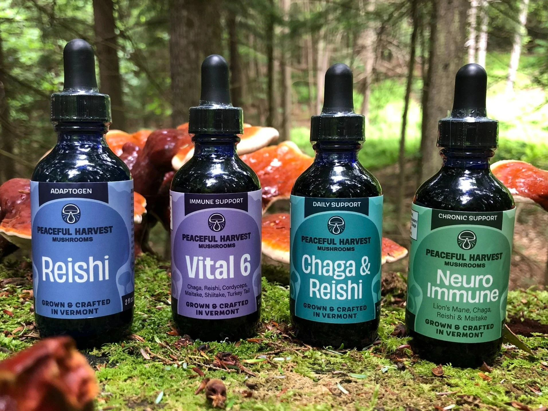 Reishi, Vital 6, Chaga & Reishi, Neuro Immune in the woods in Central Vermont with Reishi Ganoderma tsugae