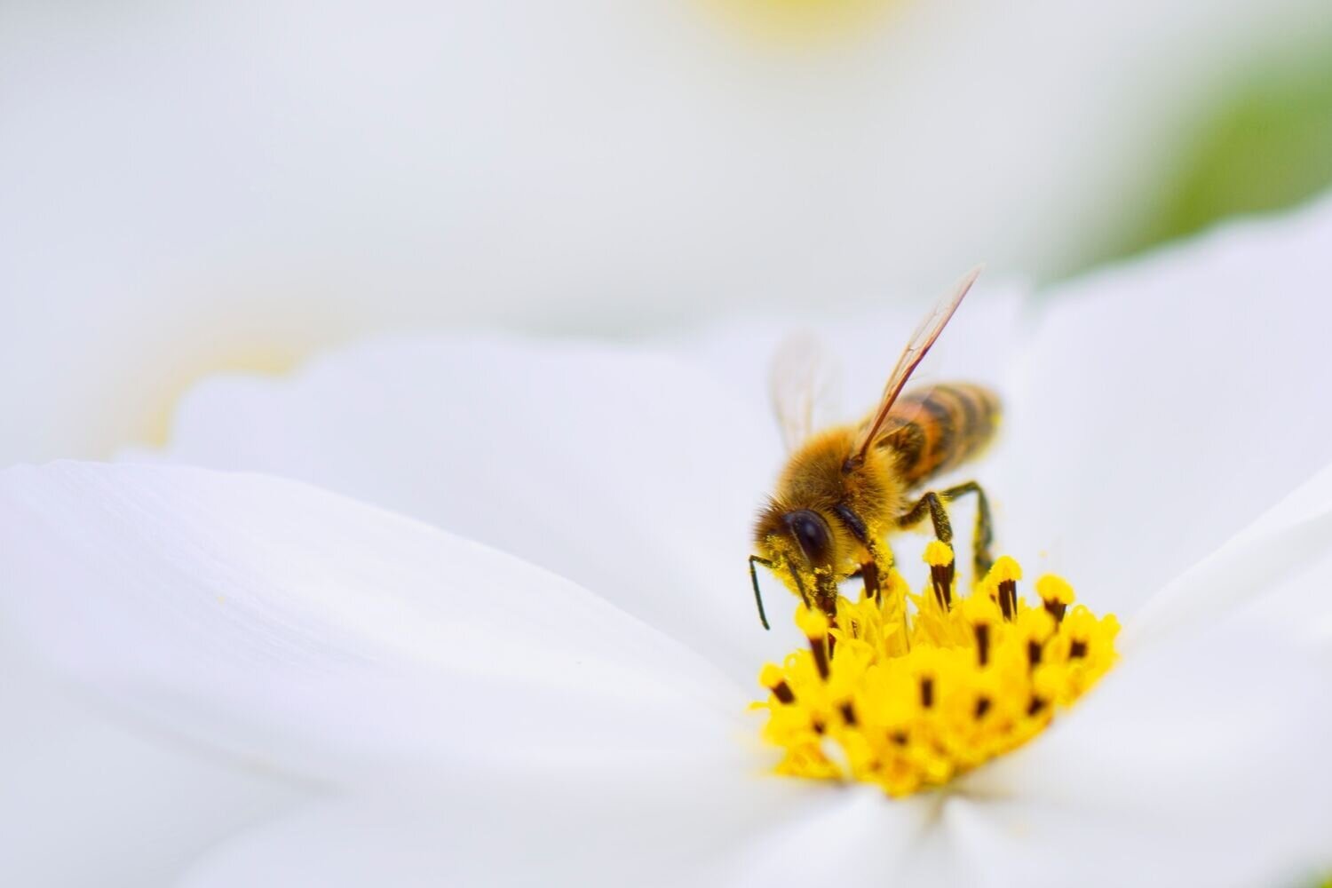  Bee   Generous    Charitable Contributions  