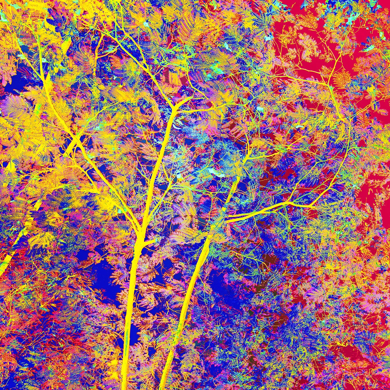 Where Inspirations Burst