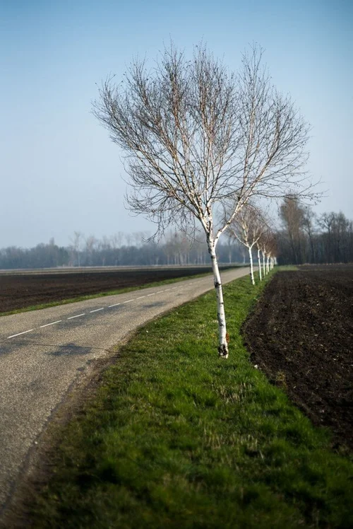 Arbres, M+Lux 75-3.jpg