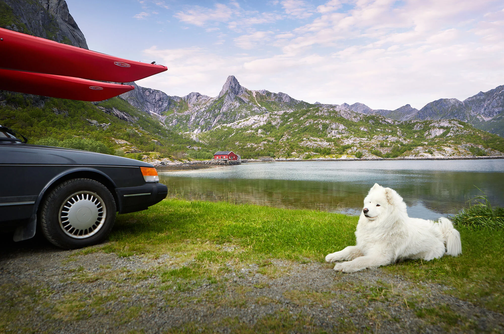 A white Samoyed dog lying on grass near a lake with mountainous landscape in the background, red kayaks on a black Saab car, with a small red-roofed building on stilts across the lake in Lofoten, Norway.