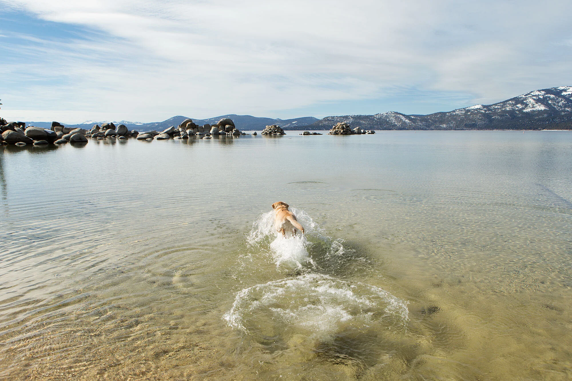 Dog swimming in lake with rocky shoreline and mountains in the background at Sand Harbor in Lake Tahoe, CA under a cloudy sky.