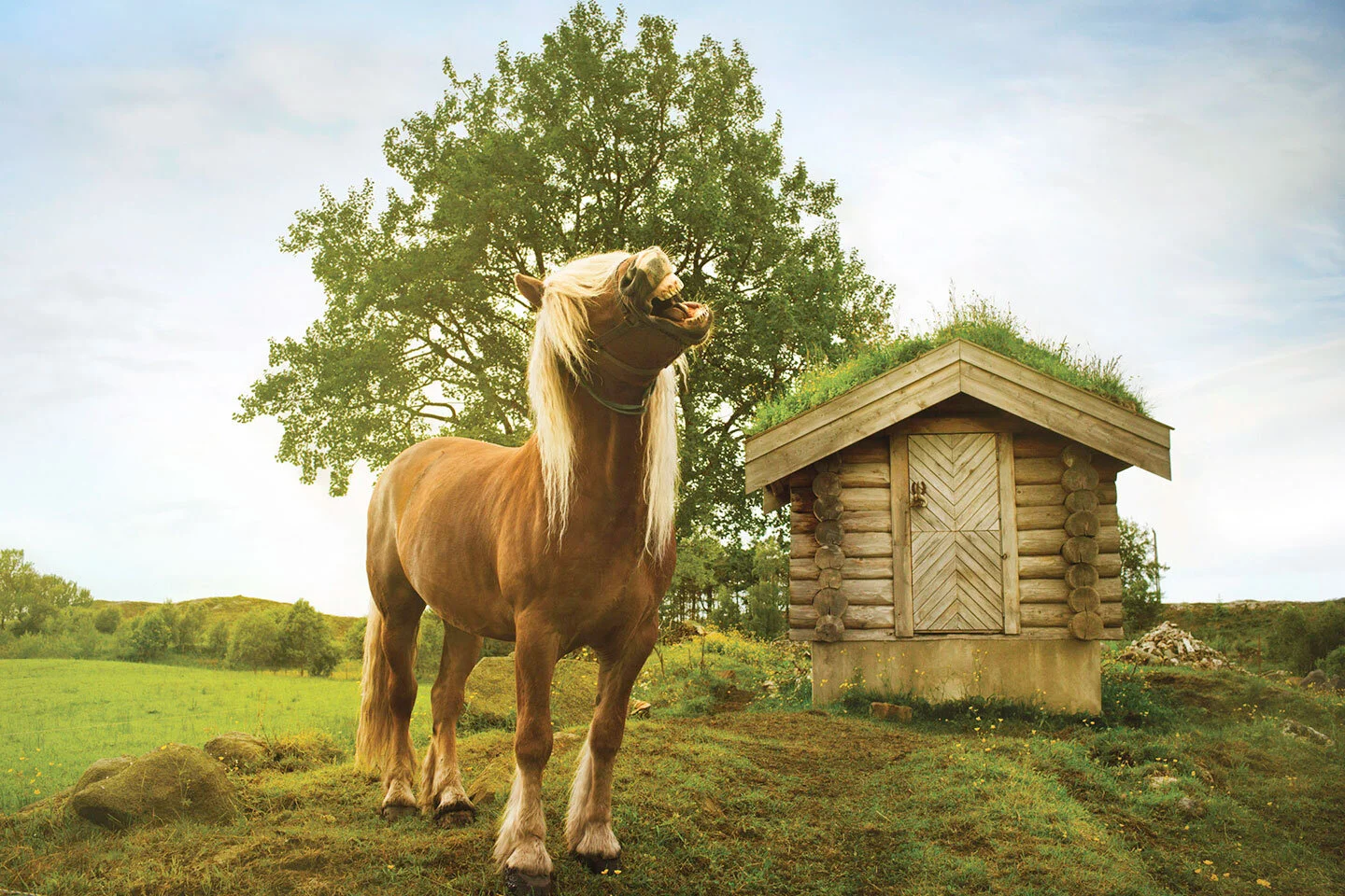 Light brown Icelandic horse with blonde mane standing in front of a small wooden house looking like it is talking with it's mouth open against a green field, a tall tree and cloudy sky.
