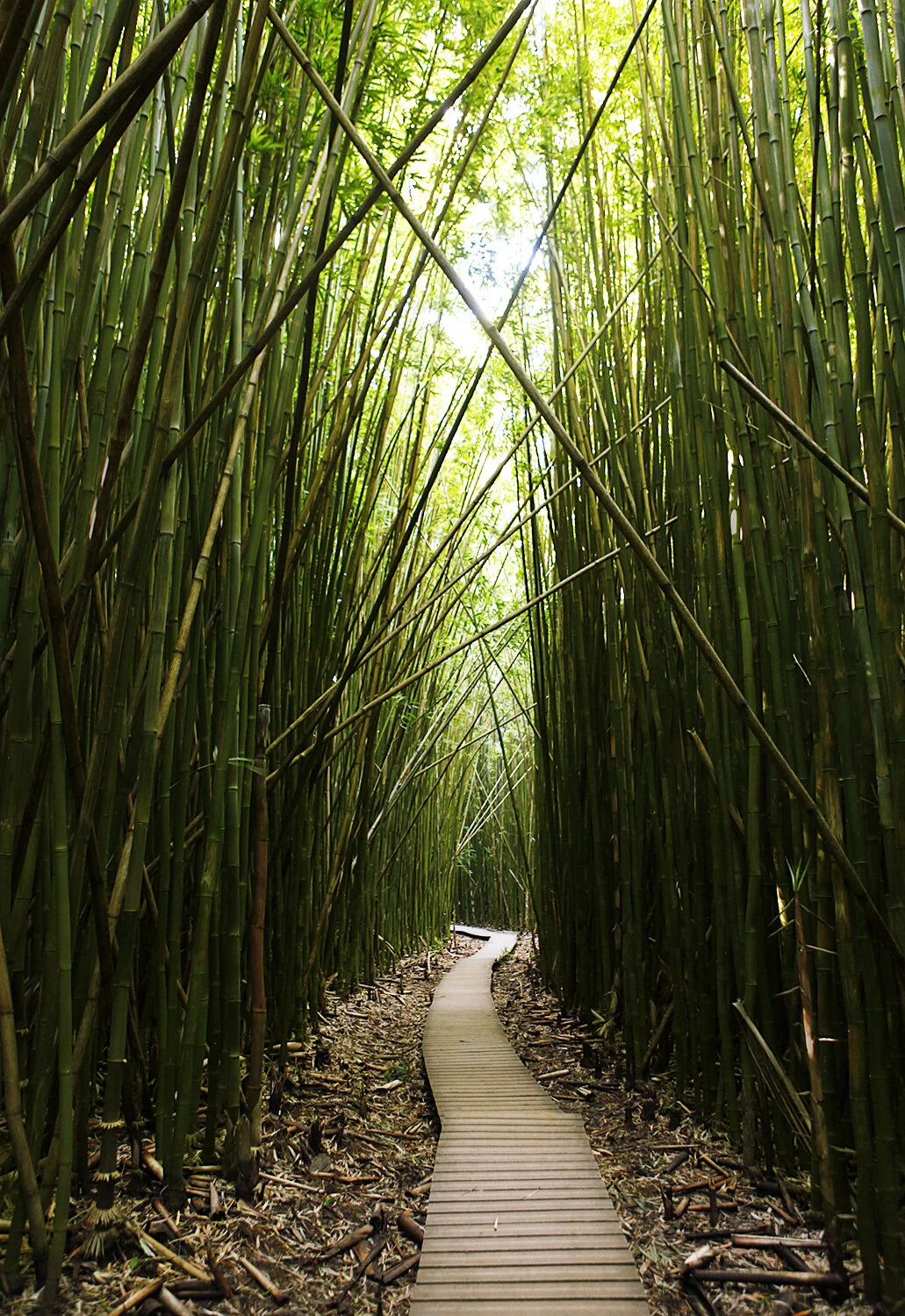 A narrow wooden pathway winding through a dense bamboo forest with sunlight filtering through the tall green stalks in Maui, Hawai'i.
