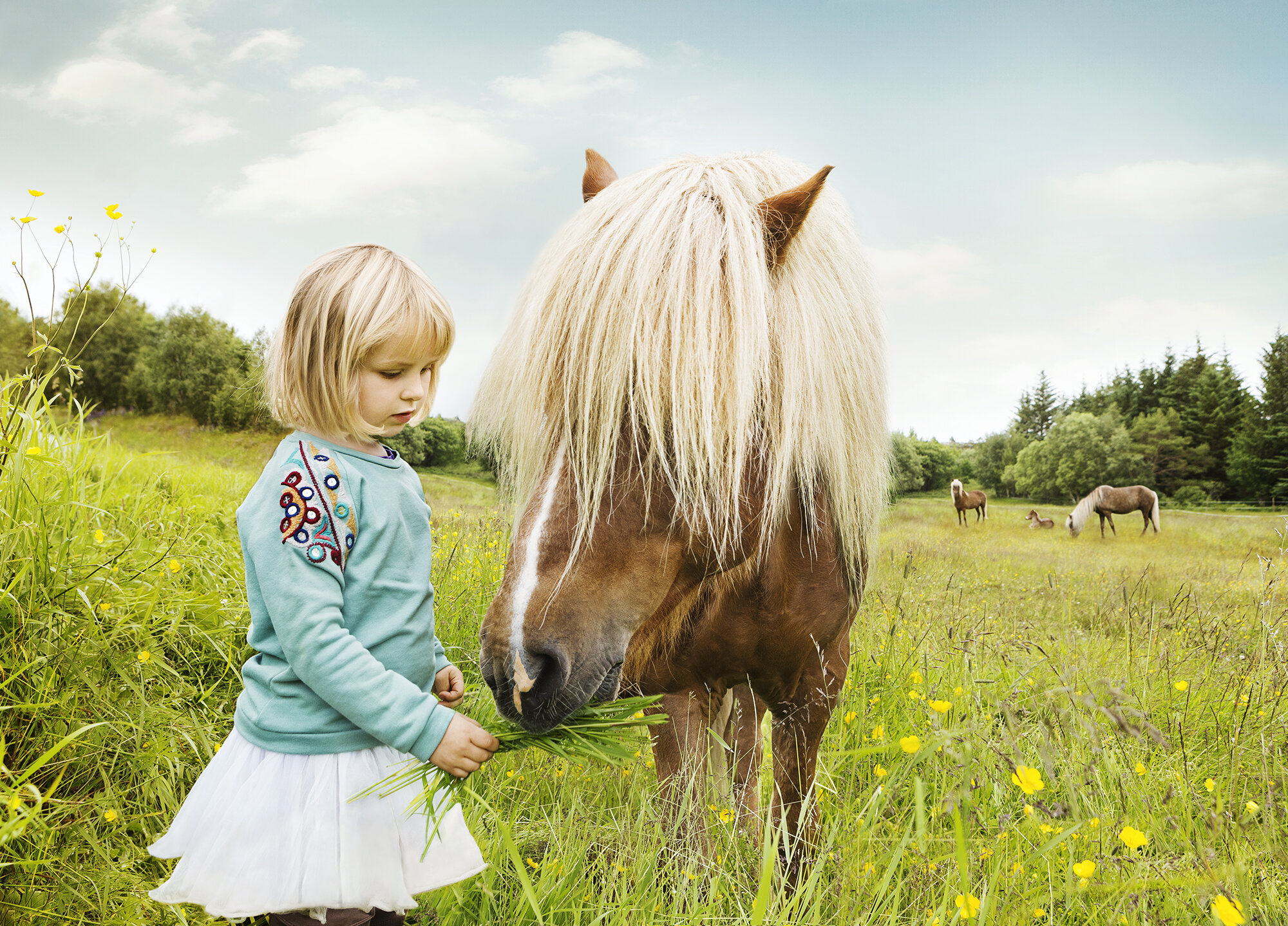 A Norwegian young girl in a green sweatshirt and white skirt feeding a brown Icelandic horse with a blonde mane in a grassy field with wildflowers. Other horses graze in the background amidst green trees and a partly cloudy sky in Norway.