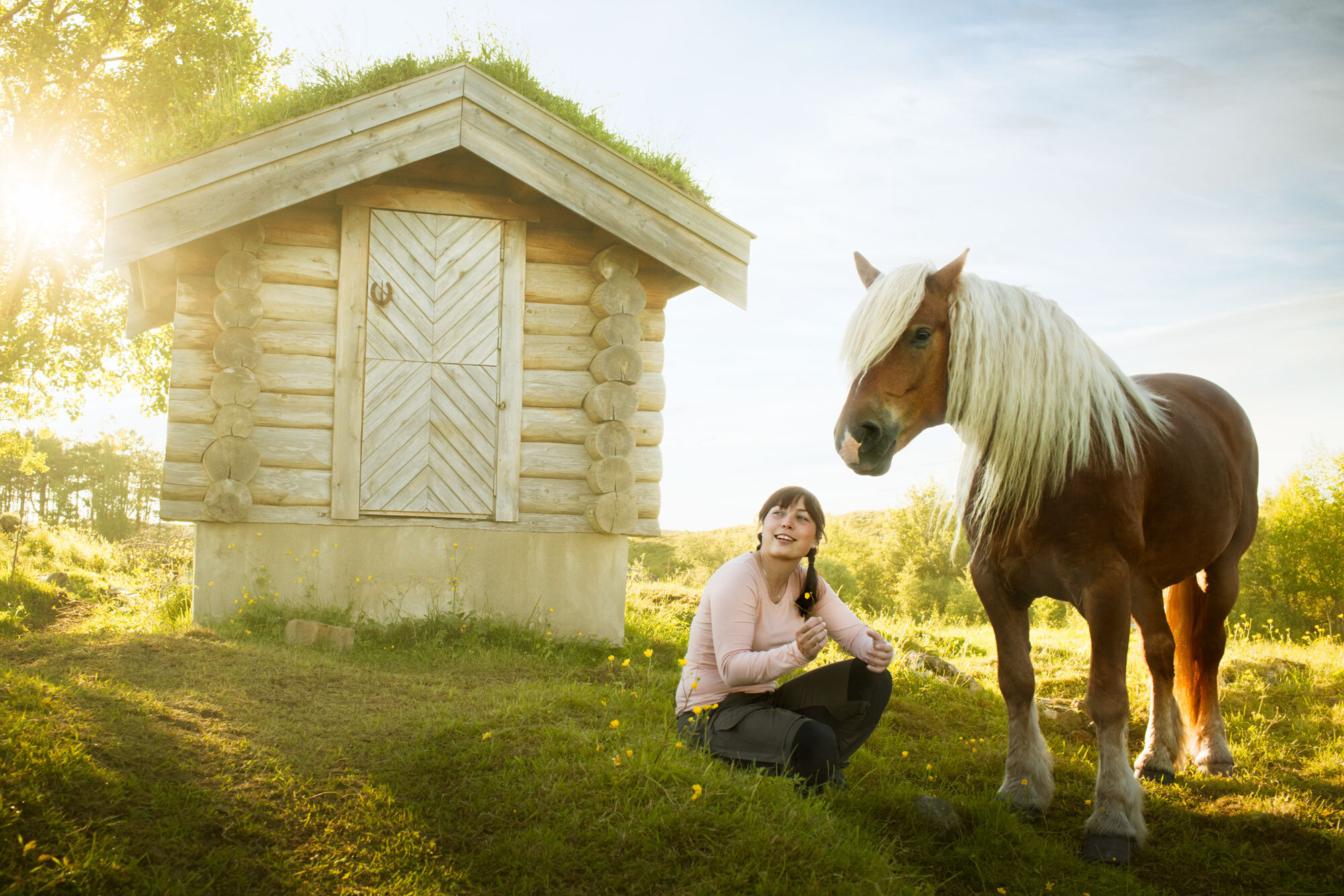 A farmer's daughter  kneeling on grass near an Icelandic brown horse with a blonde mane, in front of a small wooden cabin, with trees and clear sky in the background, during sunlight at Hitra, Norway.
