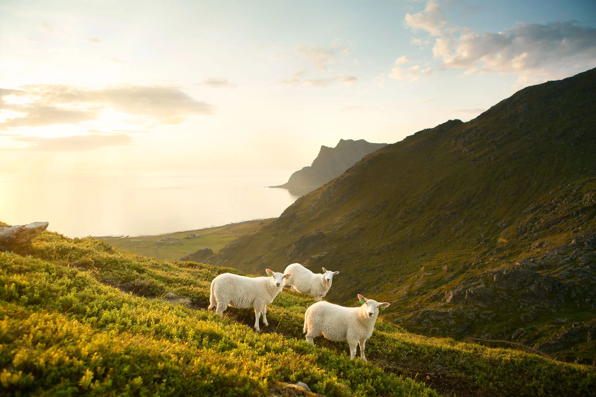 Four sheep with tagged ears grazing on a hillside with green vegetation, overlooking a body of water and mountains in the background during sunset at Lofoten, Norway