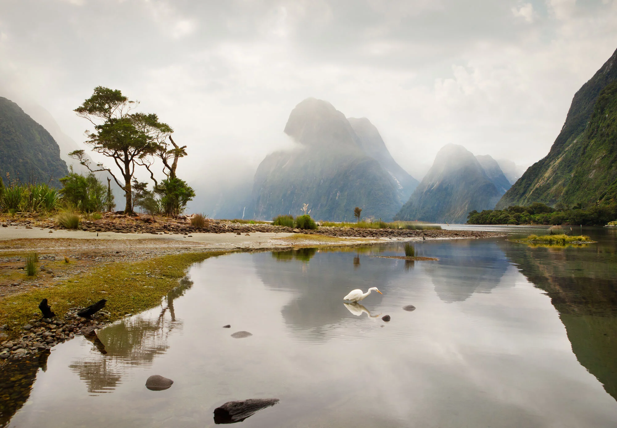 A scenic landscape featuring a river with a white bird, possibly a heron, standing in the water near the shore. In the background, there are green mountains shrouded in mist and clouds, with a few trees on the land beside the water in New Zealand.