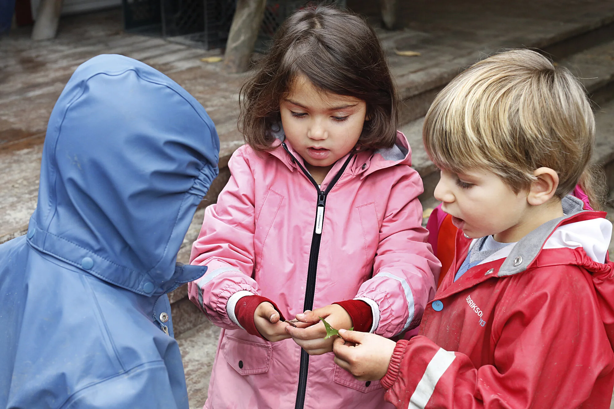 Three children, two girls and one boy,  in colorful raincoats are outside  on a set of stone steps, closely examining a leaf they are holding at the The Scandinavian School in San Francisco, CA.