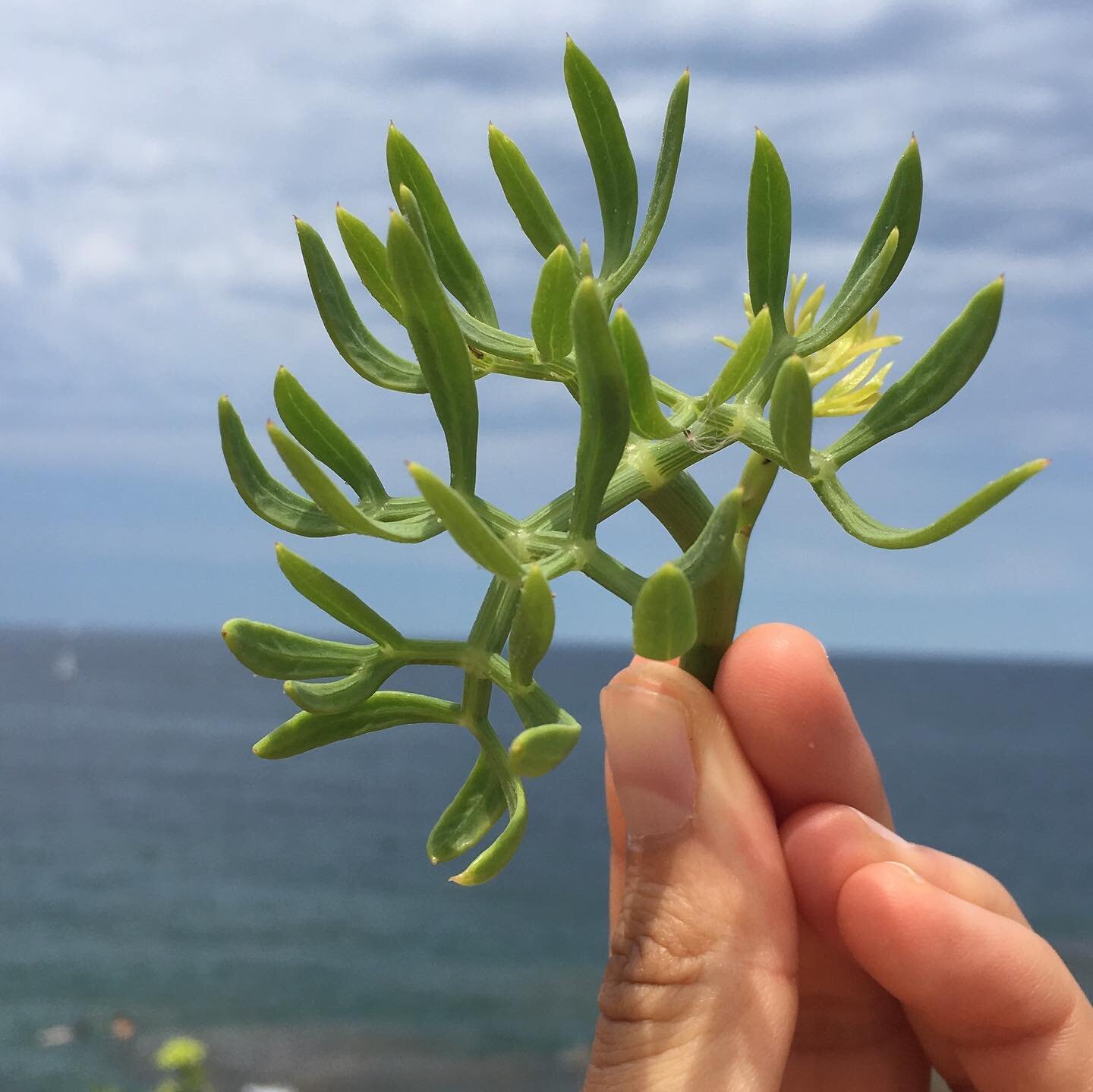 🌱Criste Marine 
🌻Amitié
☀️Soleil

Merci à ma merveilleuse fée Catalane @felicia.segovia pour le partage de son savoir sur la cueillette de plantes sauvages...

🌱 Criste Marine en Catalogne du sud. 

Aussi appelée &laquo;&nbsp;fenouil marin&nbs