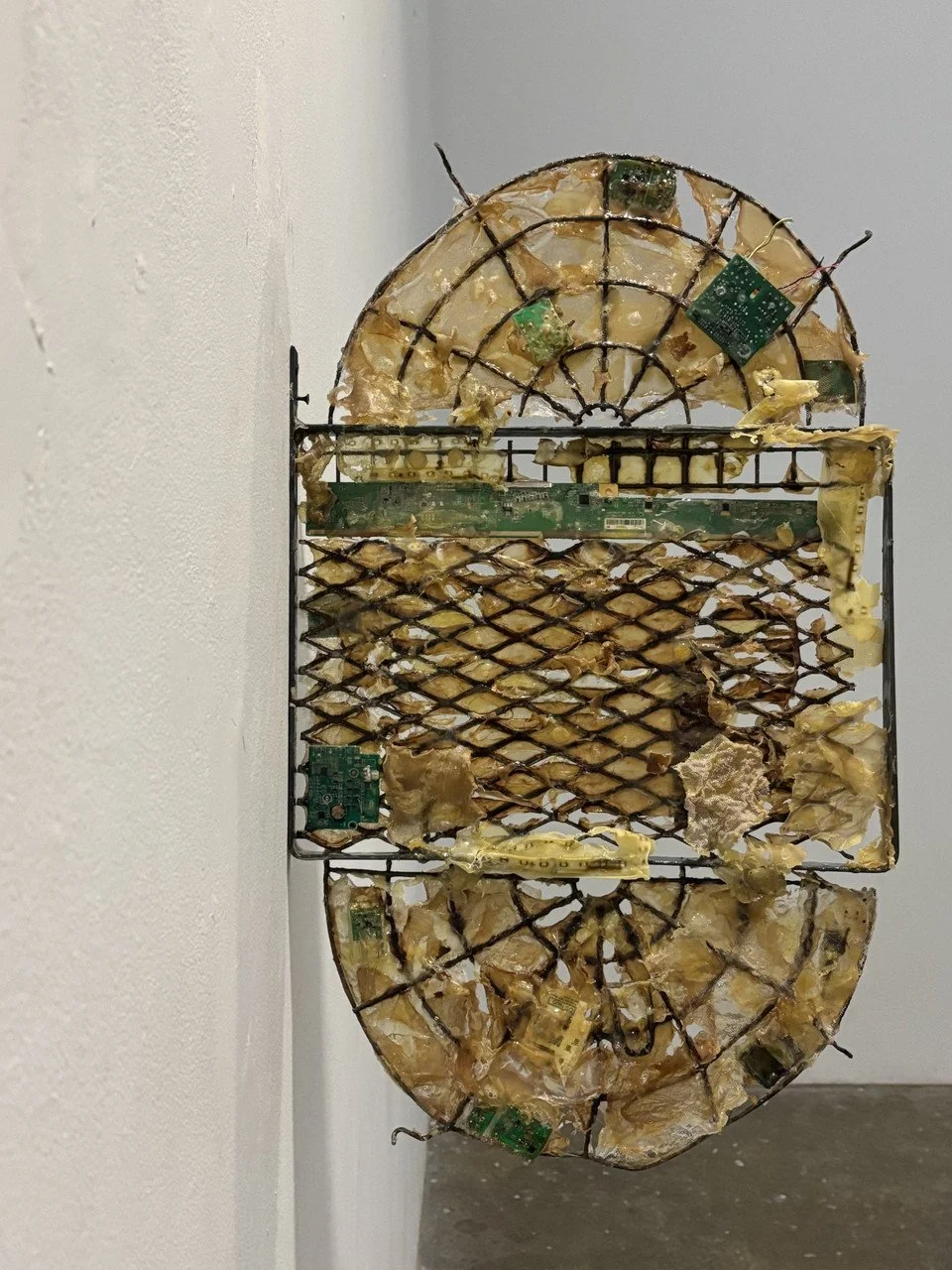 Carolina Davidson, Some Kind of Window