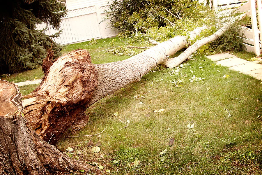 Tree insect & Disease Problems - Tree Service Edmonton, Alberta ...