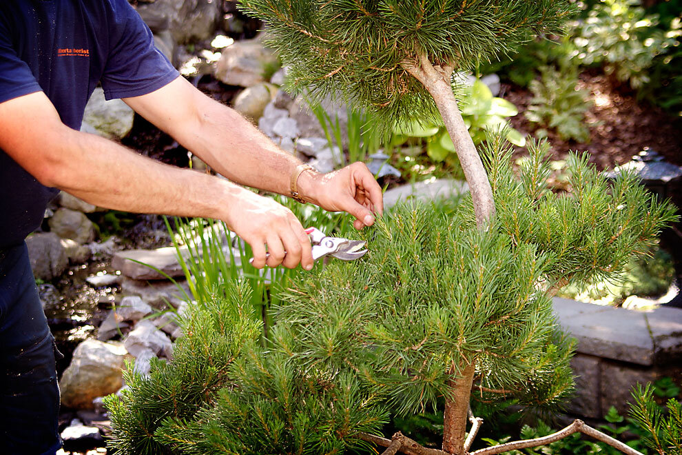 How to Bring a Dying Pine Tree Back to Life