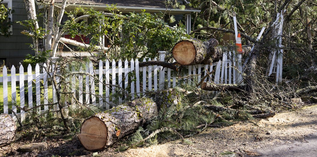 tree removal woodstock ga