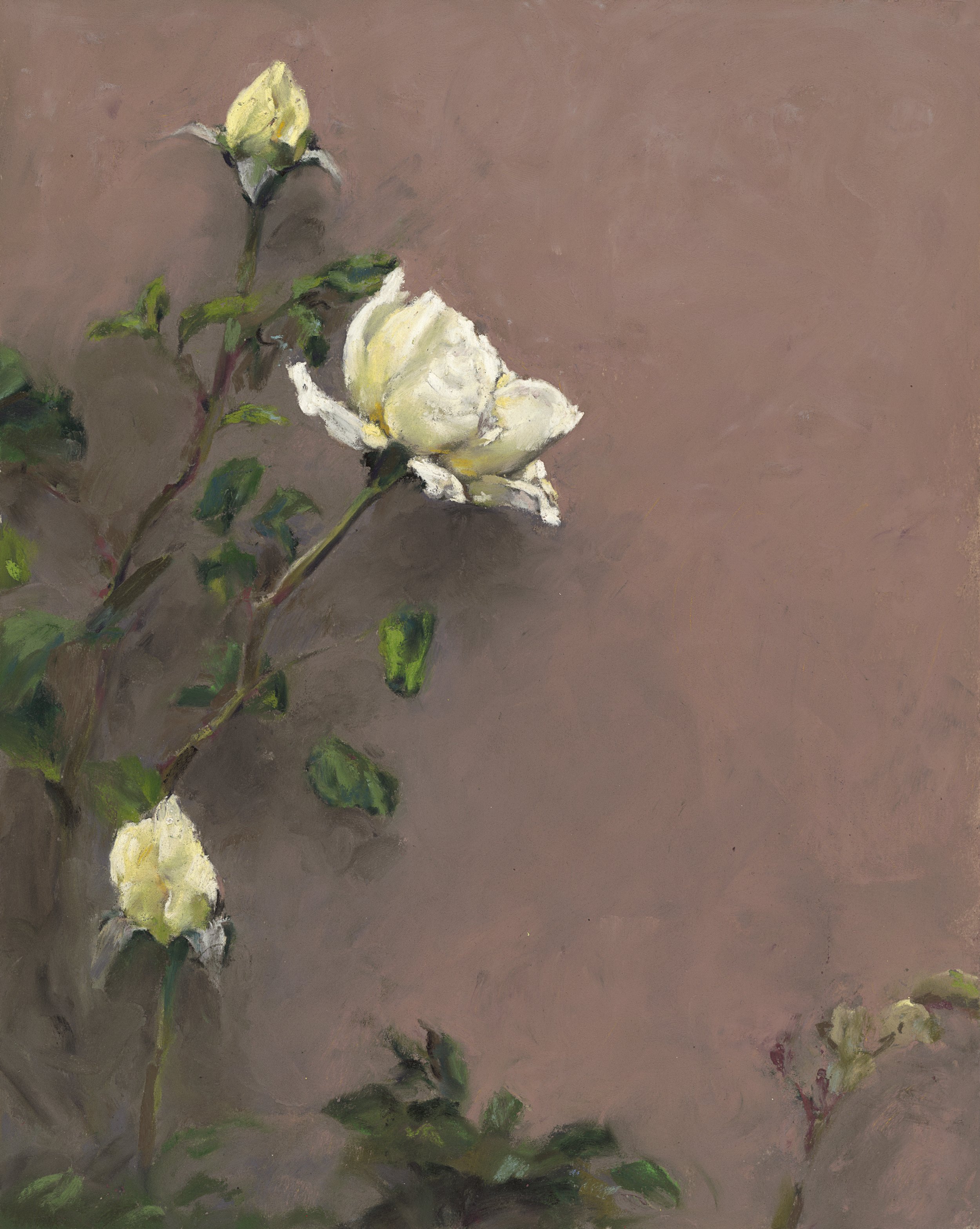 Yellow Rose, 2025, pastel on paper