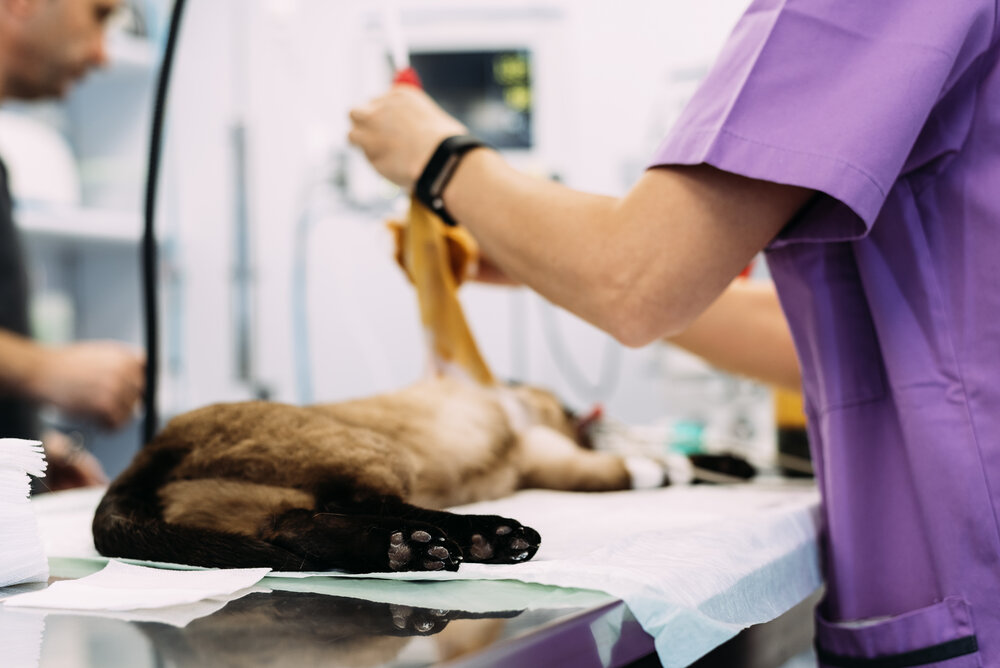 Veterinary surgeon jobs new zealand