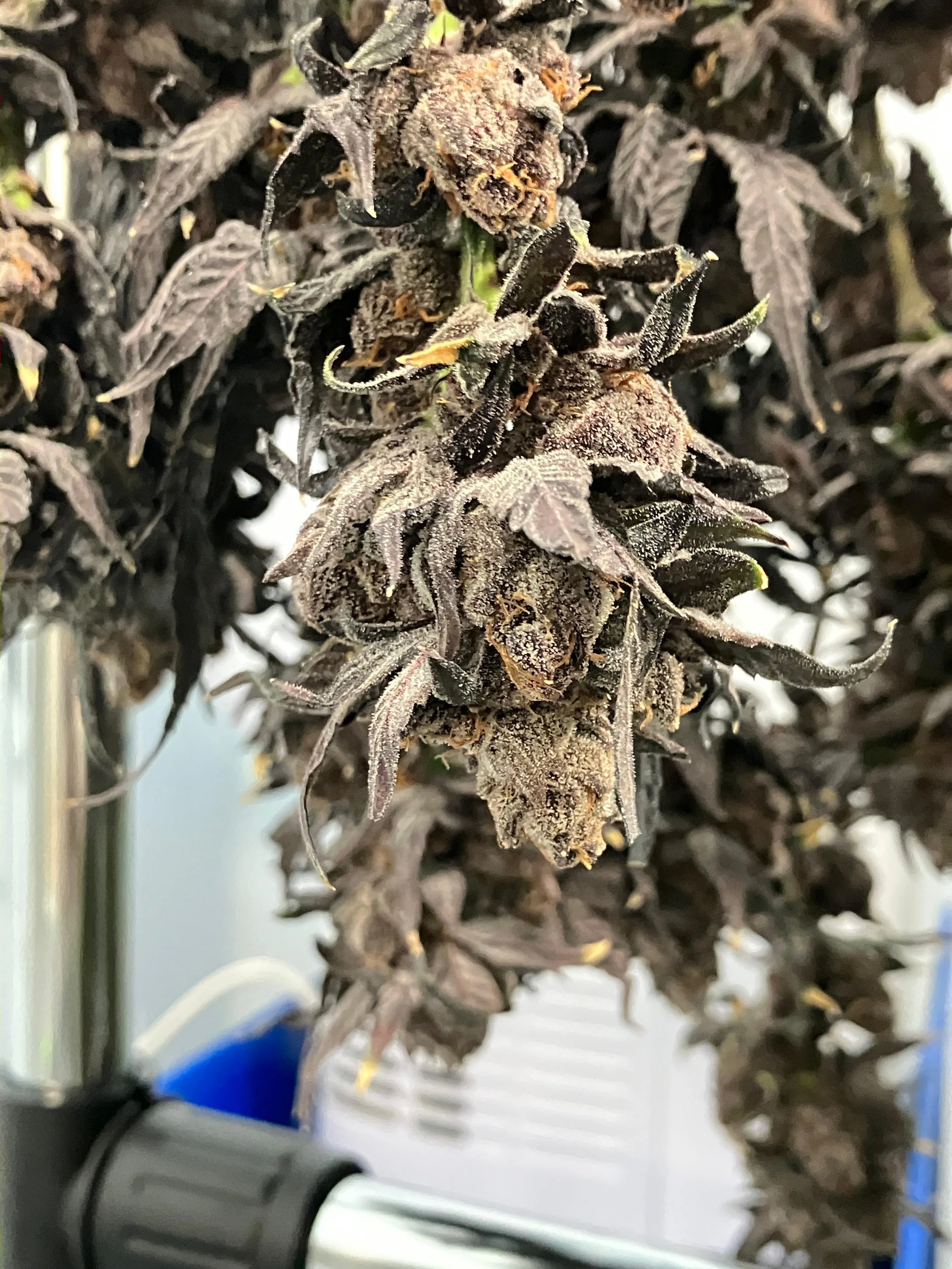 Hang Dried vs Rack Dried Cannabis