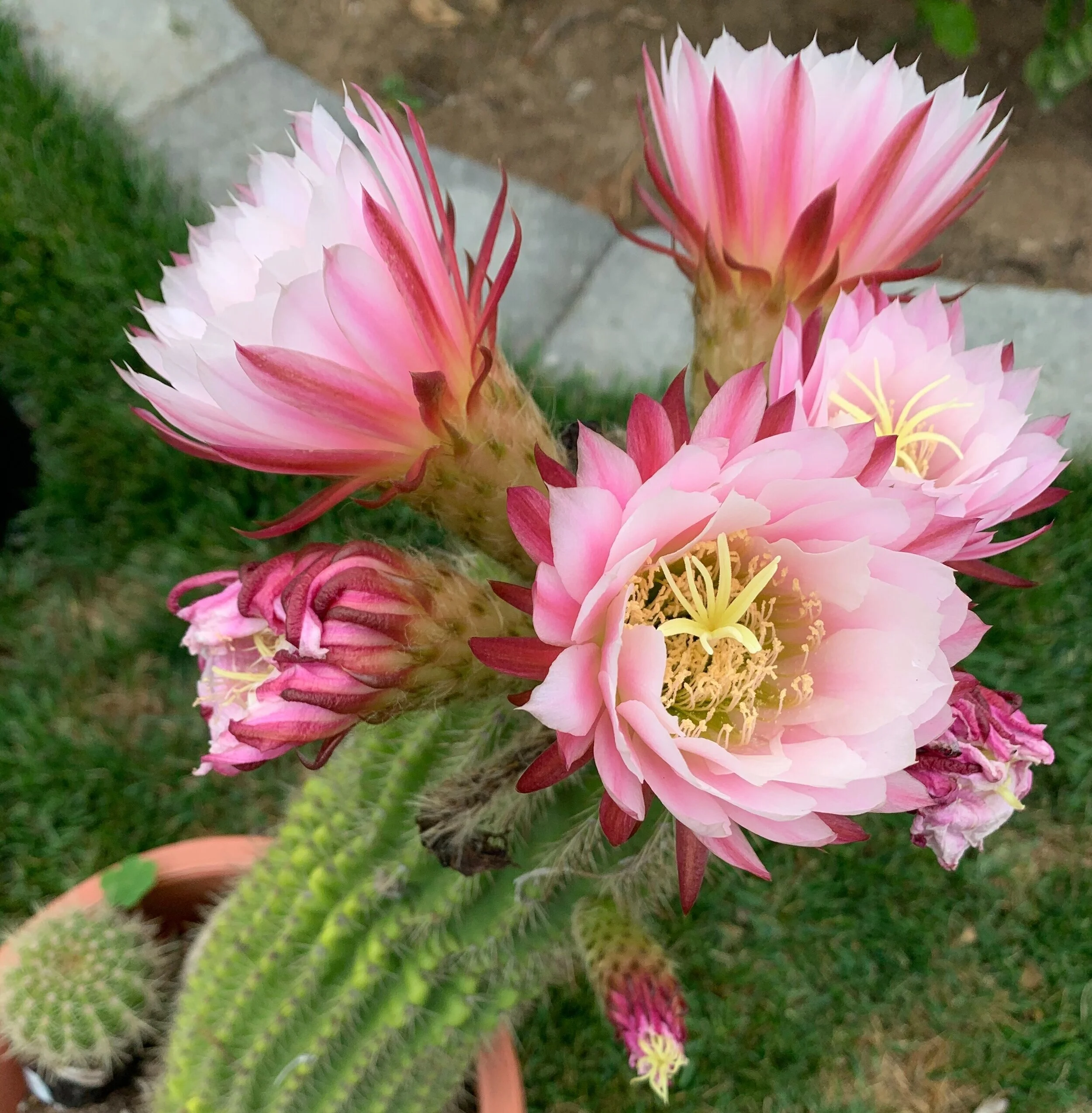 Bouquets of Quotes