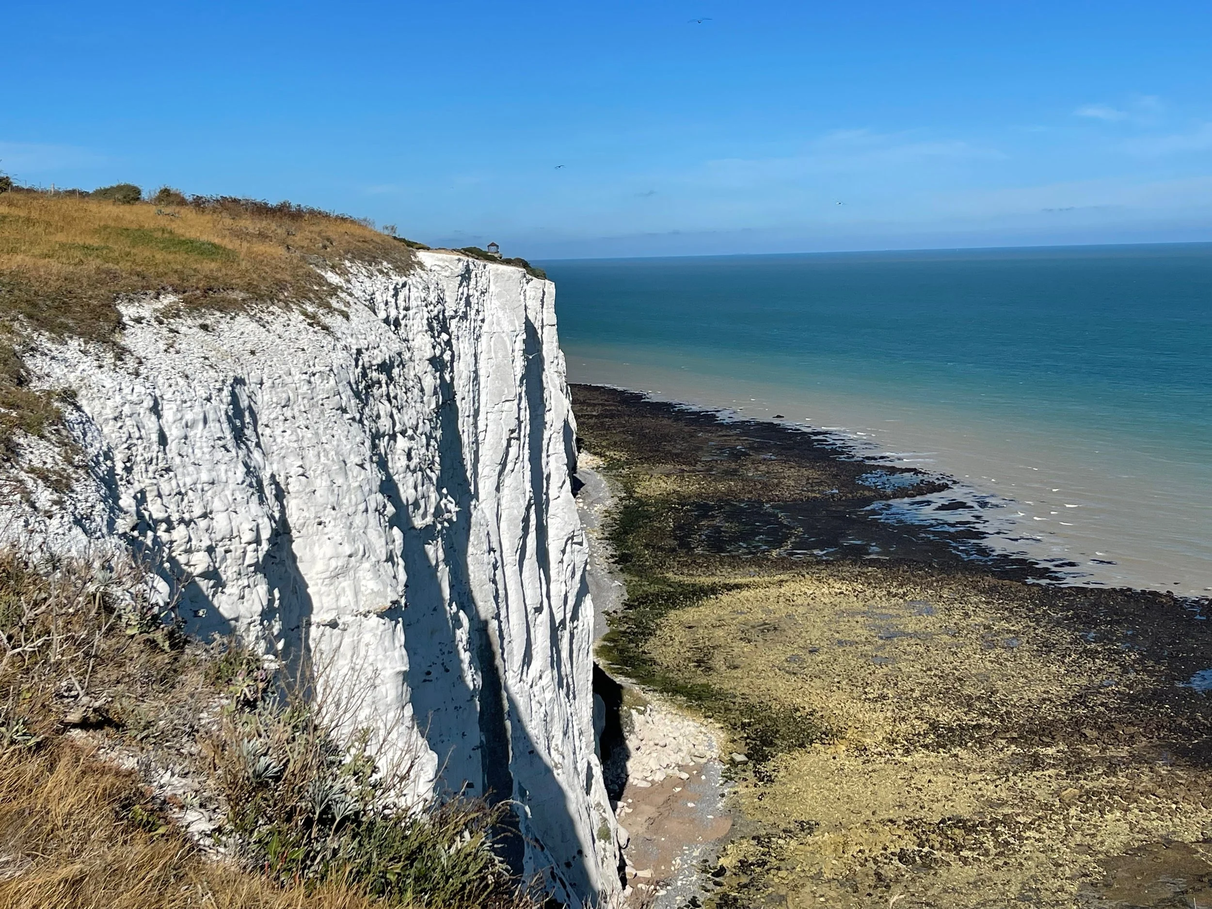 Blackberries, White Cliffs &amp; the Worst News Of My Life