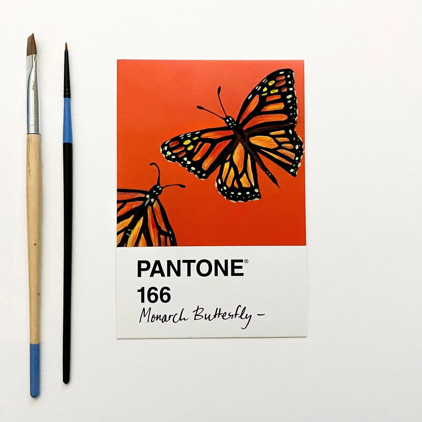 12/30
Despite being the most identifiable butterfly in North America, Monarch&rsquo;s are facing an extinction spiral as they&rsquo;ve declined by as much as 90% over the last 40 years. 

Upsettingly, the U.S Fish and Wildlife Service recently announ