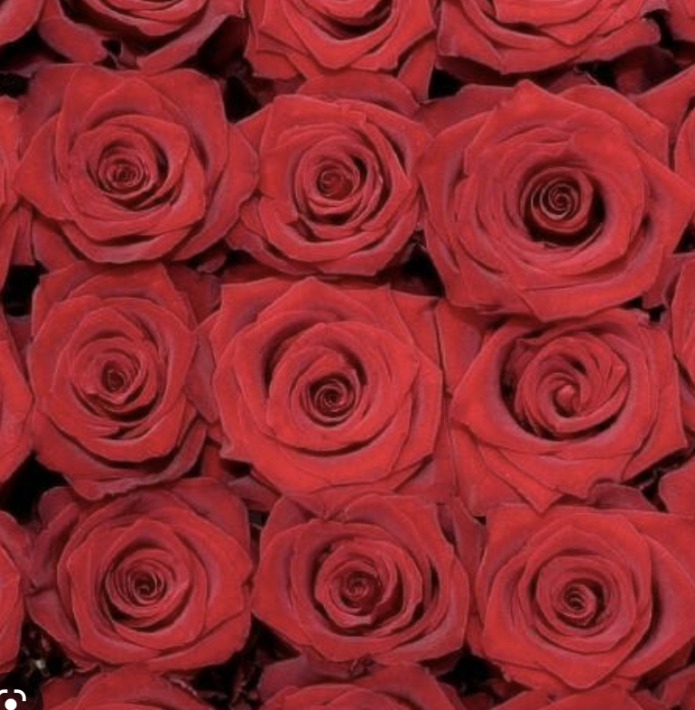 Timble Background Roses Tumblr Roses Background