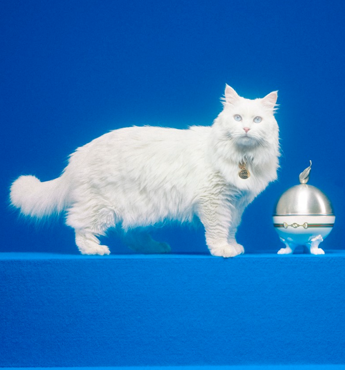Designer Fashion For Your Furry Friends