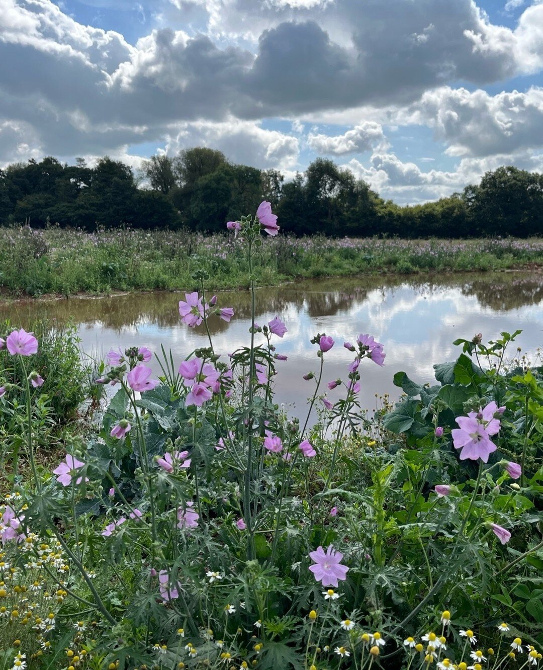At Downton Hall Estate, we are committed to finding innovative ways to benefit the environment. Here are some of the ways we are making a positive impact:⁠
⁠
🌿We have transformed an 11-acre arable field into a wading bird habitat, providing a safe h
