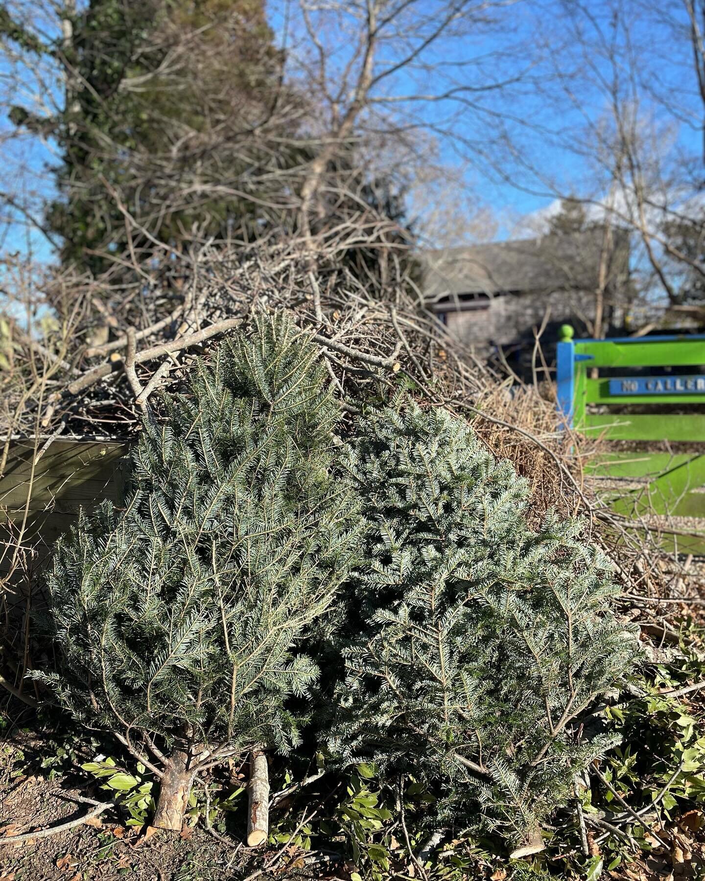 Dull as dishwater admittedly.  But if you&rsquo;re taking down your Christmas tree bring it to Madoo for chipping.  With our new community partner @ray_smith_associates we&rsquo;ll chip it and add it to our compost pile.  Drop it off on either side o