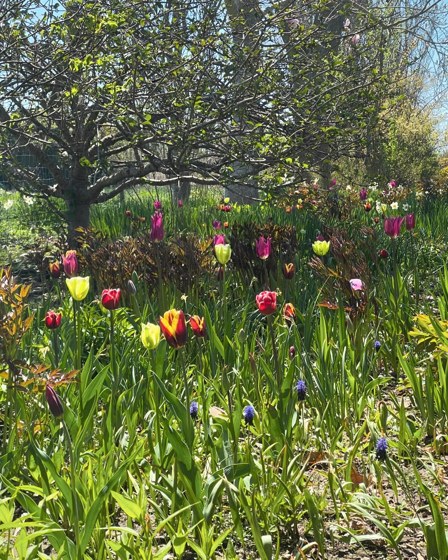 Don&rsquo;t miss the tulips in the long border at Madoo this weekend.  We&rsquo;re open Friday and Saturday from noon to 4:00 pm.  Please visit Madoo.org to make a reservation. #springatmadoo #tulips #longborder #tuin #garden #landscape #jardin #saga