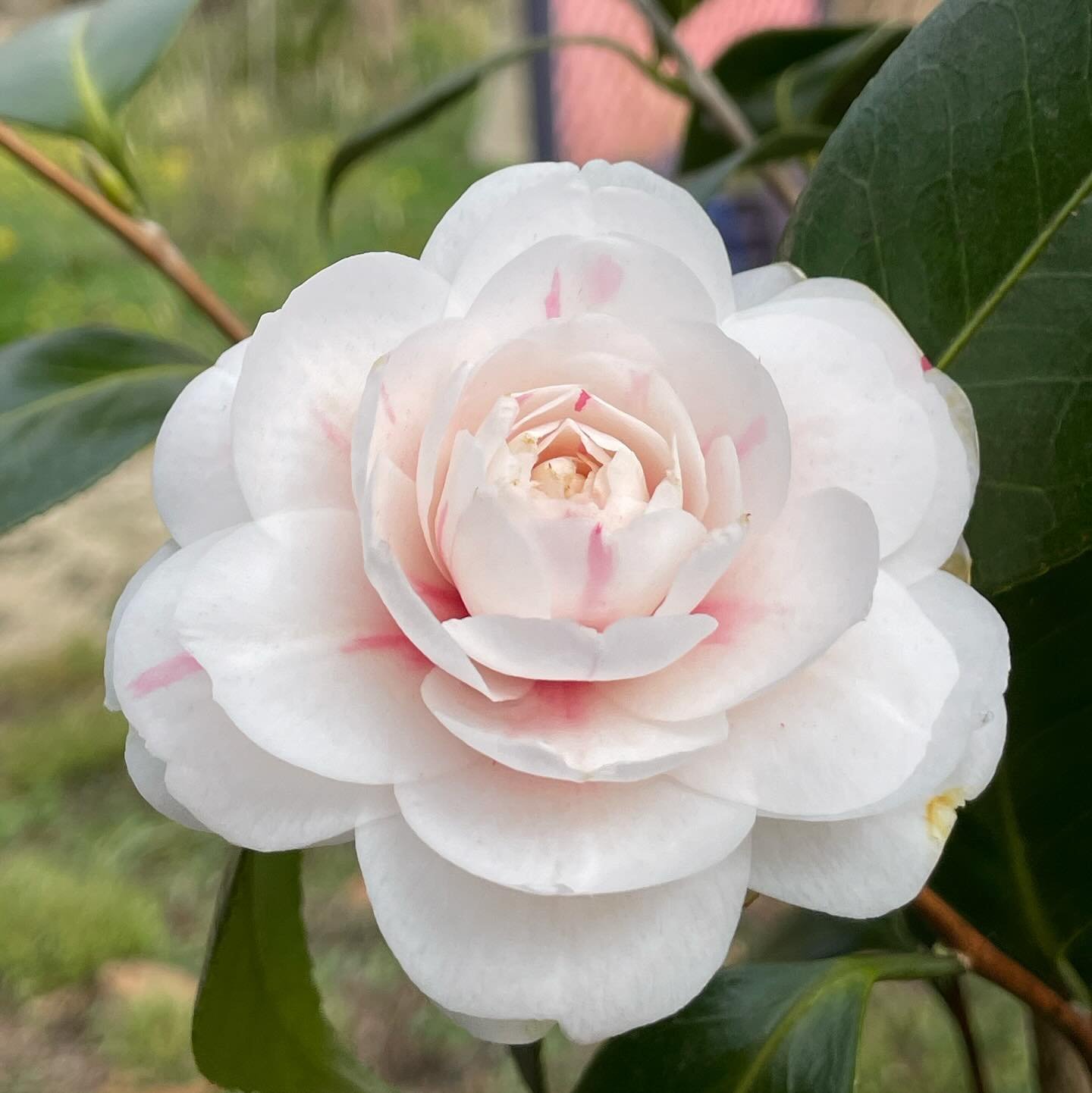 Come and visit the garden today! This glorious Camellia and her friends are waiting for you.