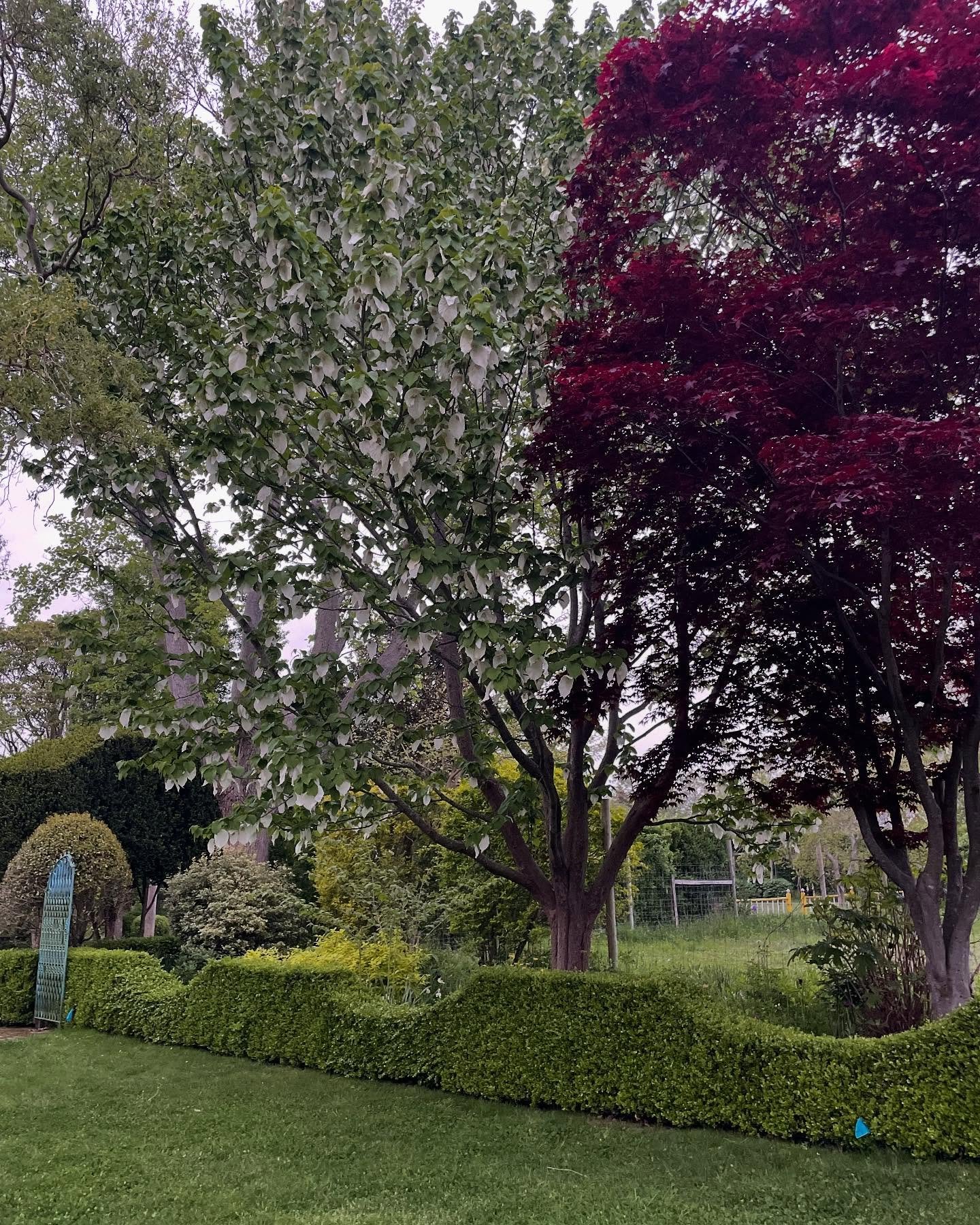 A story of two trees.  The first a Davidia involcrata, the seldom seen handkerchief or dove tree.  And the other a soon to expired crabapple tree post bloom with a froth of Clematis on top.  You gotta look up at a Madoo sometimes! #springatmadoo #dav