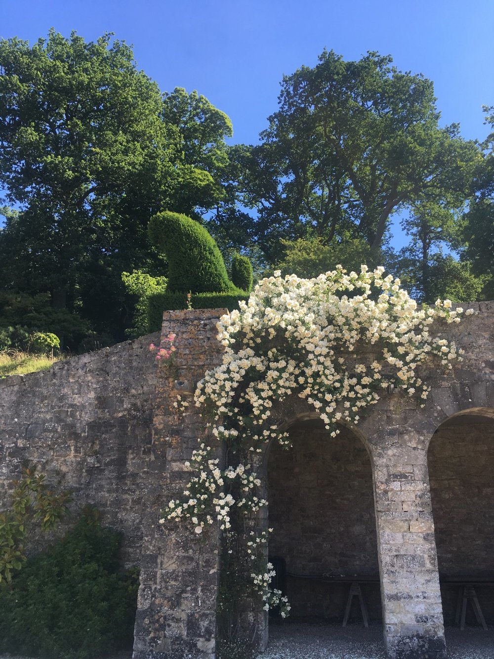Fonthill Courtyard Rose Wickwar.jpeg