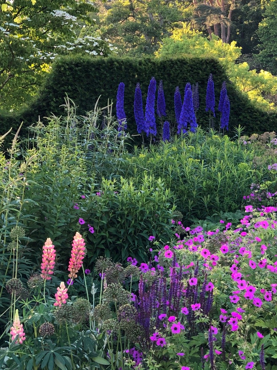 Fonthill Delphinium Faust.jpeg