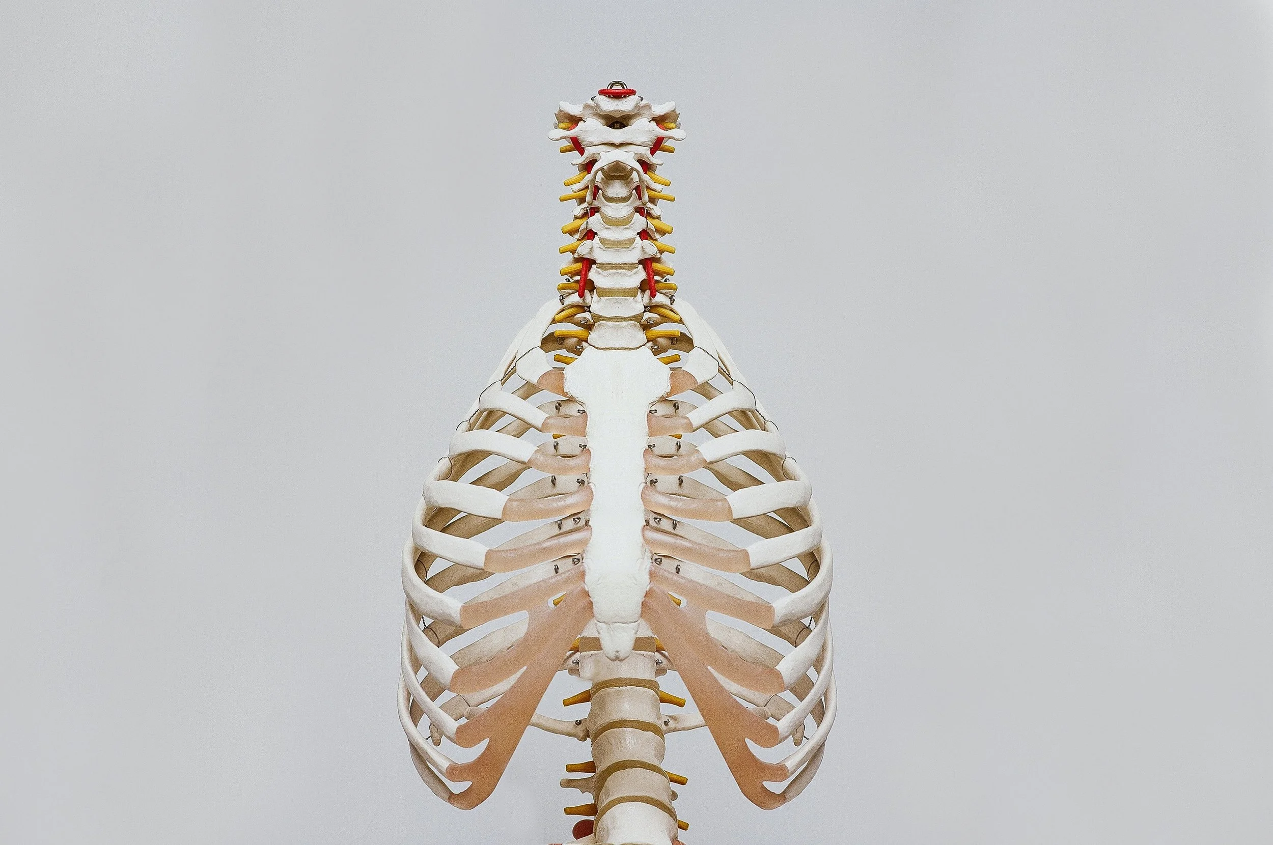500 Words a Week - The Ribcage &amp; Breathing