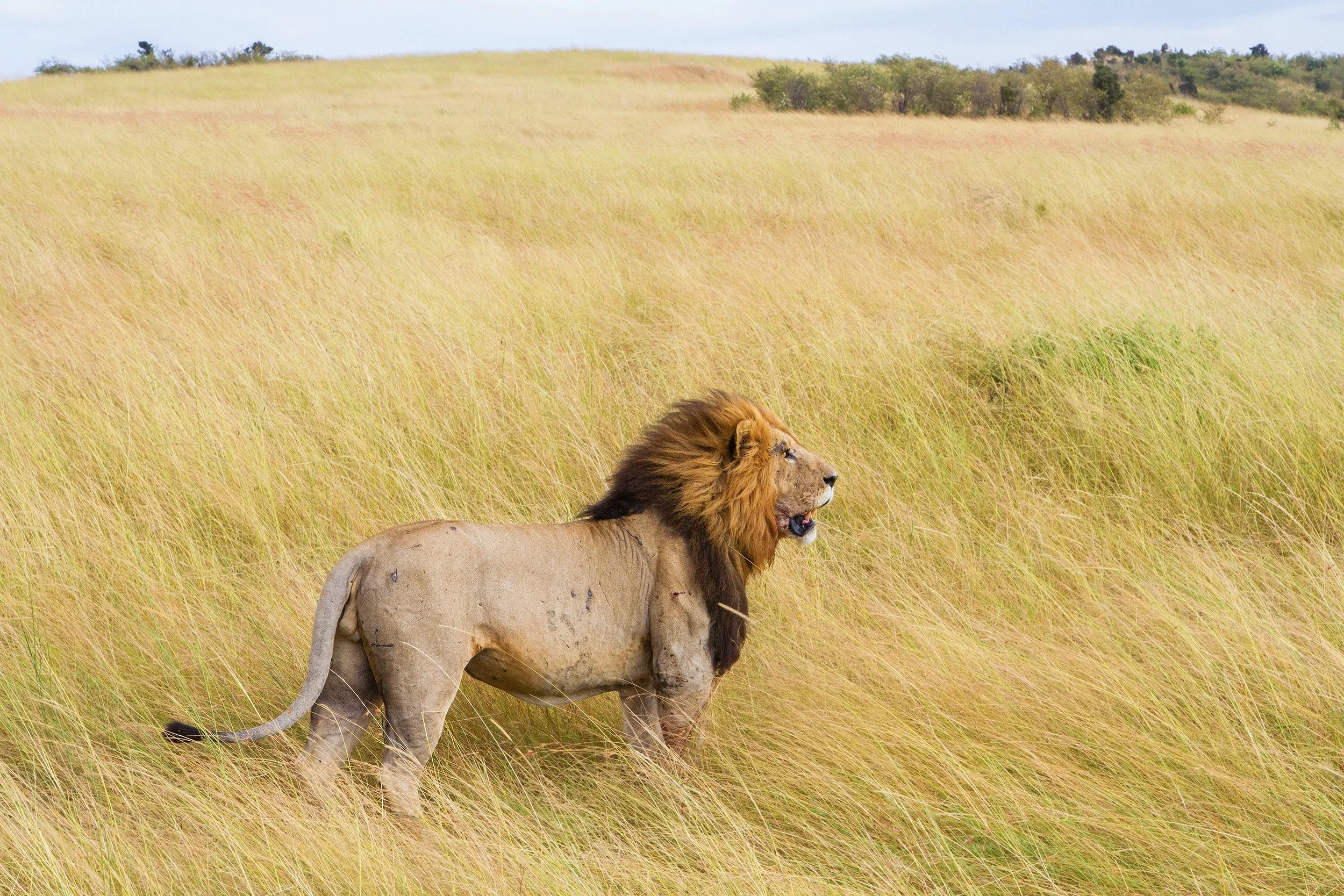 500 Words a Week - A Lion Trackers Guide to Life