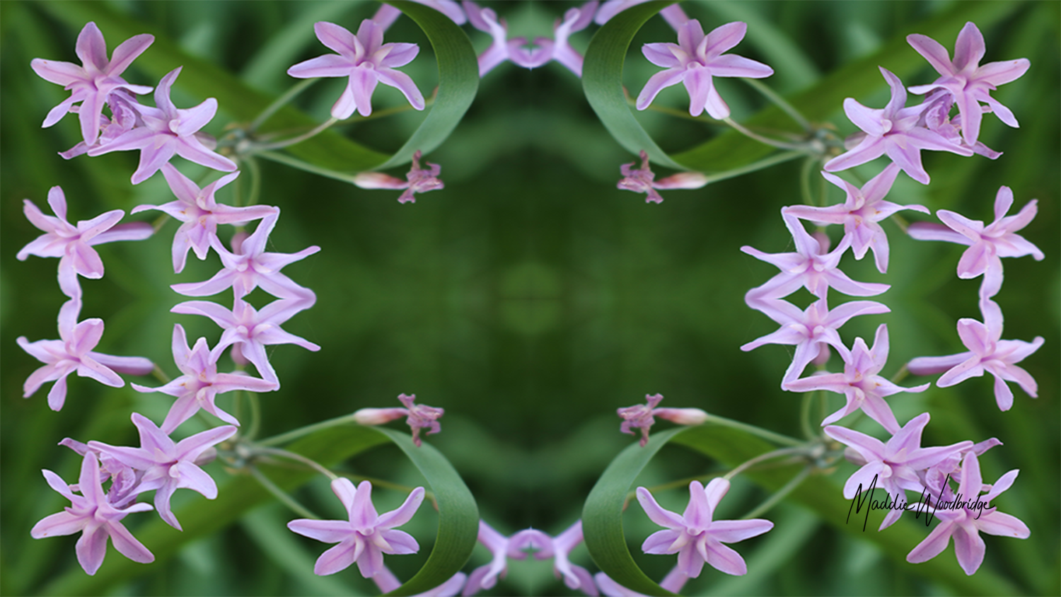 ‘Flora 55’ (2021) is a 60cm x 30cm digital print on canvas that explores pattern in flora.