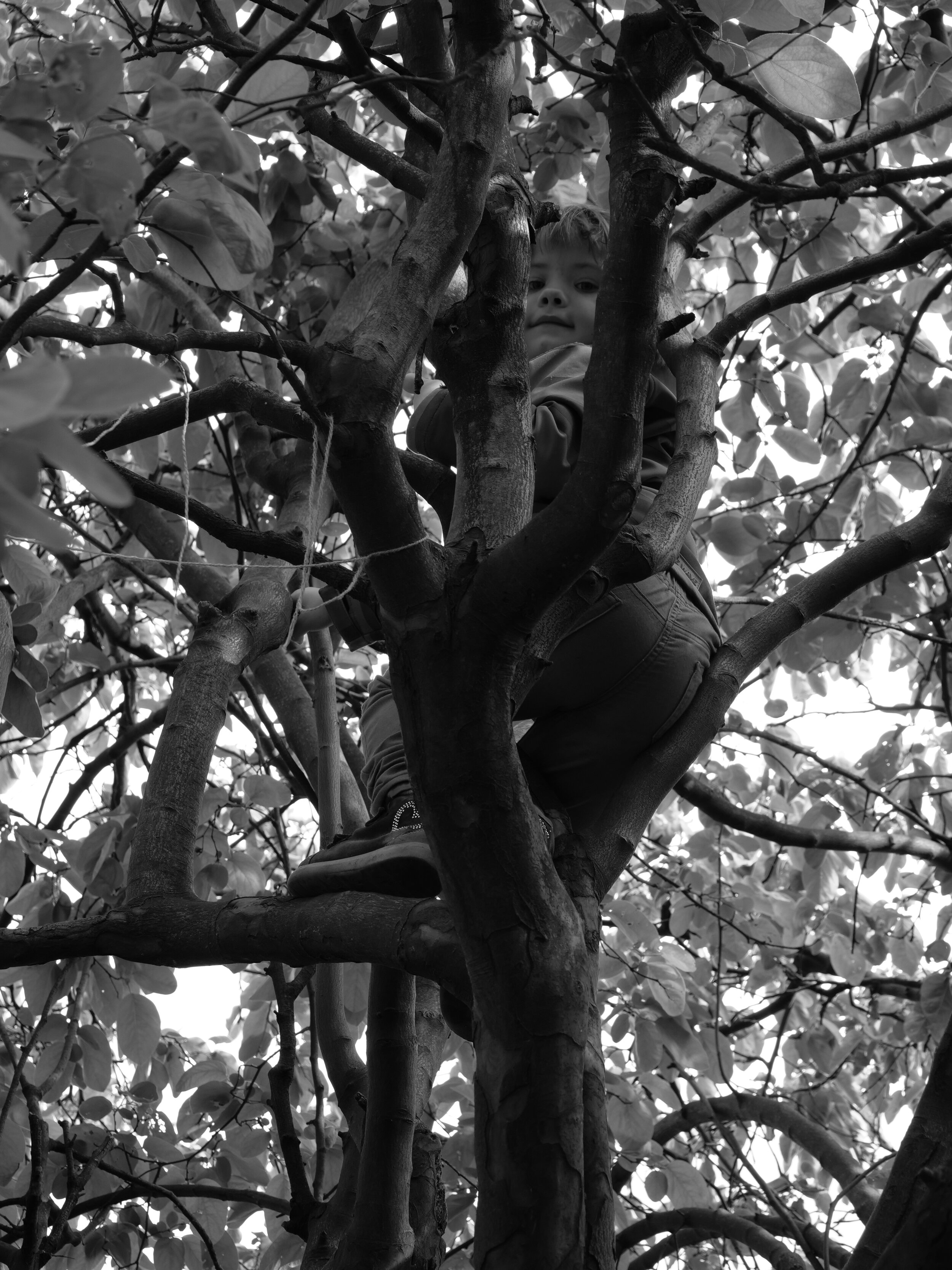 [2019_05_01] Versteckt im Baum.JPG