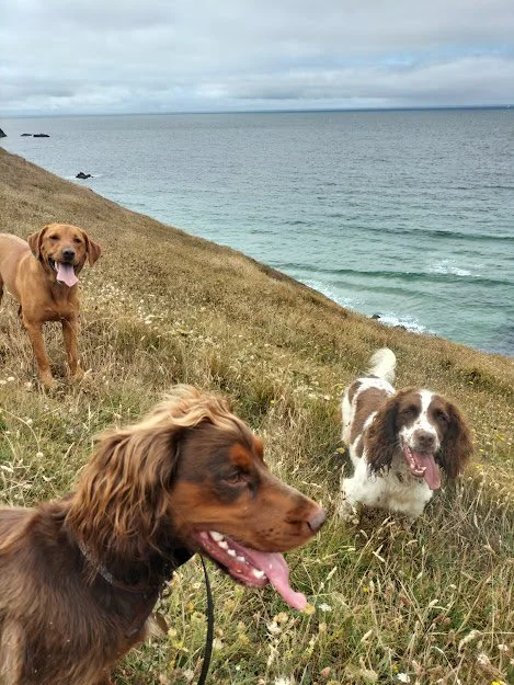 Are you listening to your pup when socialising them?