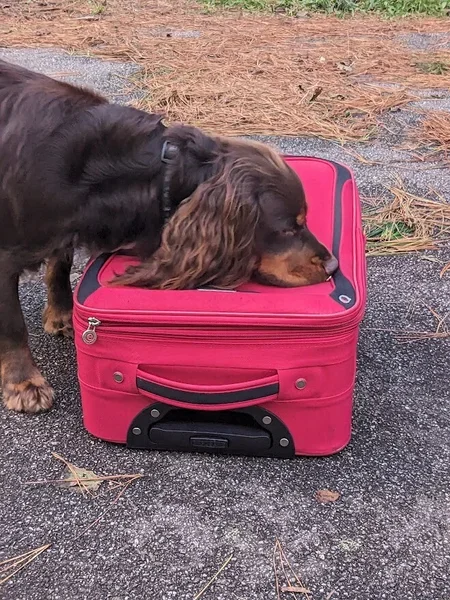 rolo-suitcase-high.webp