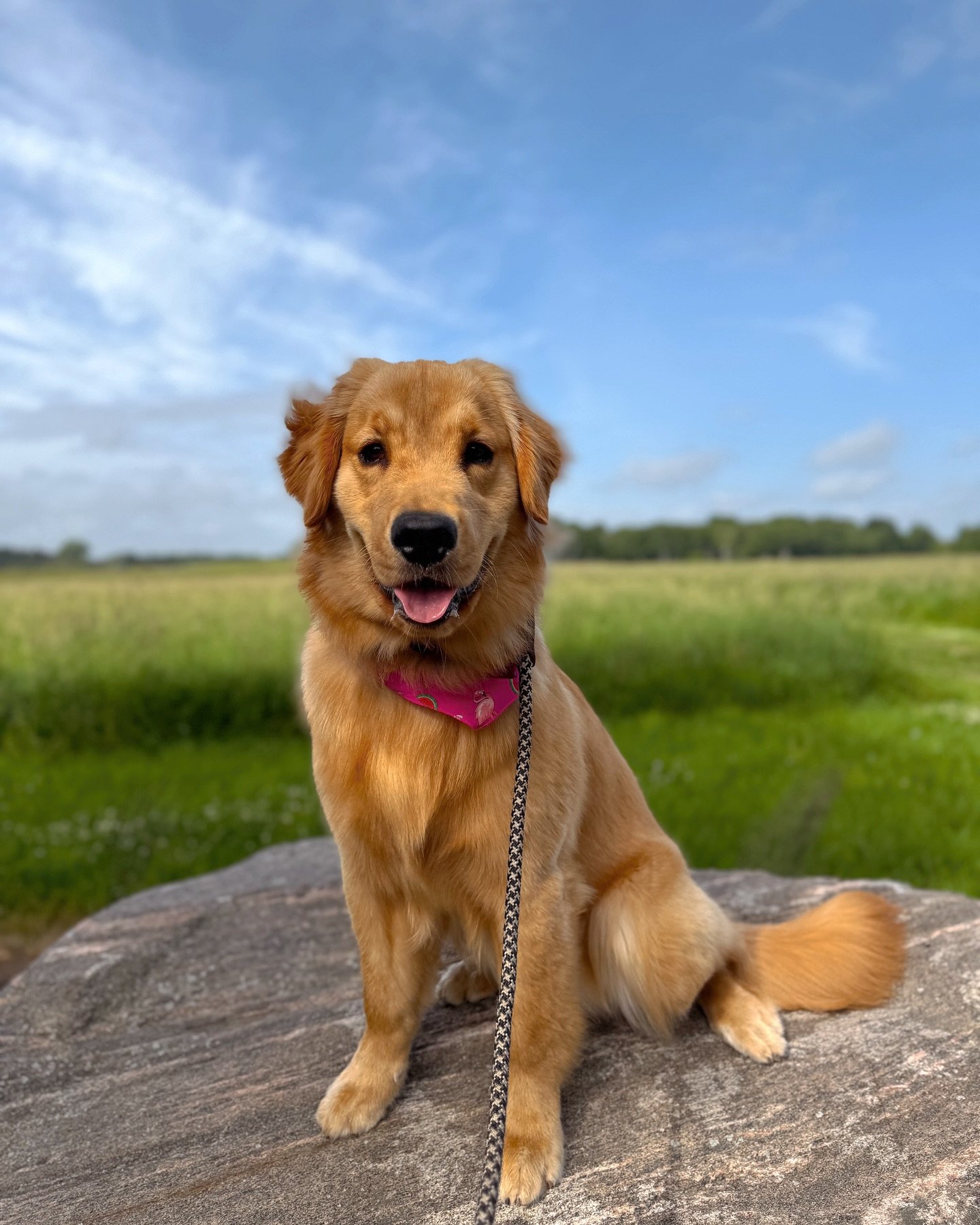 ⚡️💥Pretty gal Miss RORY is checking in for her board and train with us. 9 month old Golden with lots of energy, happy go lucky, and a willingness to do what she wants whenever she wants😅🤣. We will be working on everything from basics, introducing 
