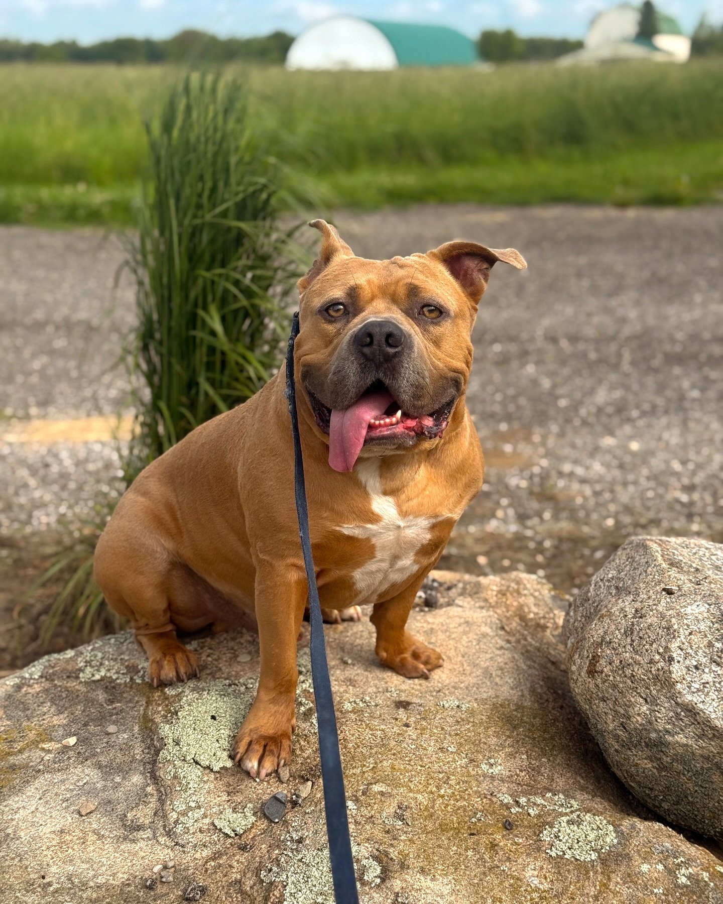 ⚡️💥CHESTER, 4 year old Bully mix, is checking in with us for our board and train program. He struggles with lunging at people and dogs on walks, anxiety, and has low confidence with in him self which is one of the primary reasons for his behaviour s