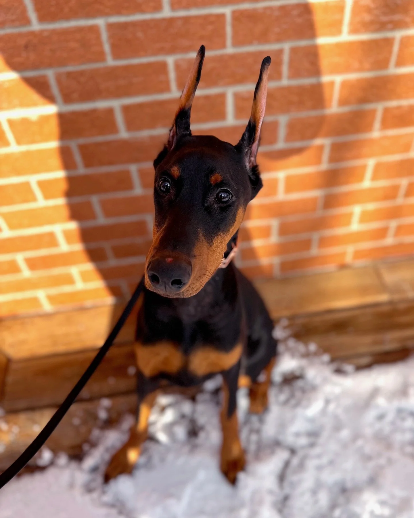 Another Dobie in the house&hellip;🤣 KALI is starting her board and train program with us this week. Very goofy, energetic and lots of puppy brain attention span, but we are going to start her off on the right path!