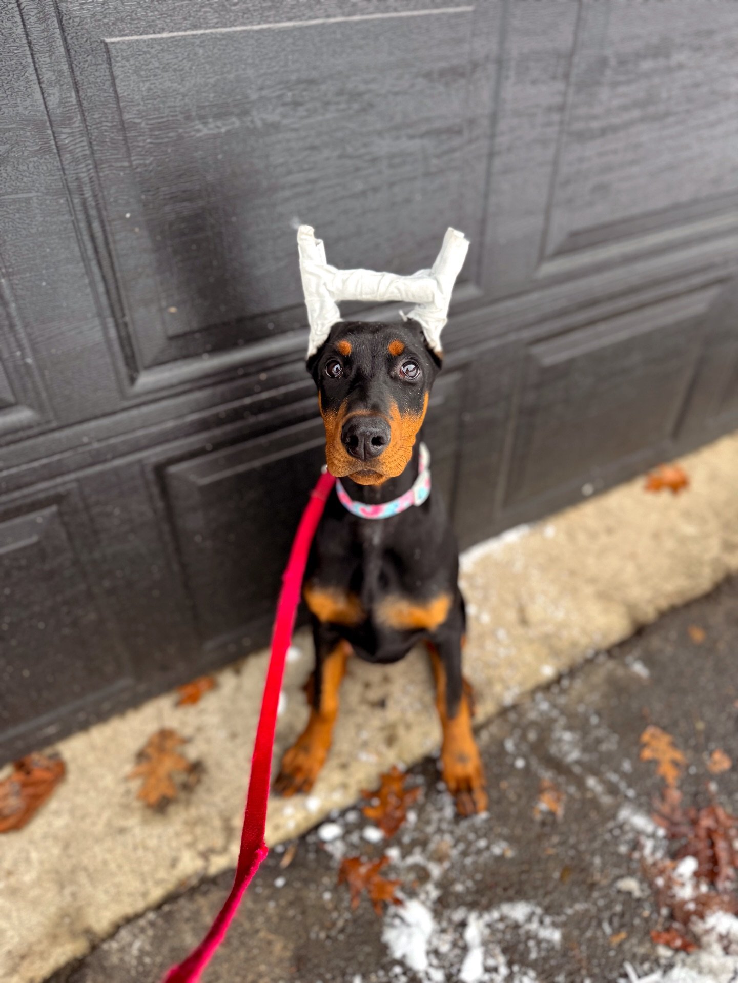 4.5 month old IVY is starting her 3 week program with us this week, hesitant at first but once she gets comfortable she beings to come out of her shell. Lots to work on with this one she&rsquo;s a wrecking ball on leash, zig zagging in and out, barki