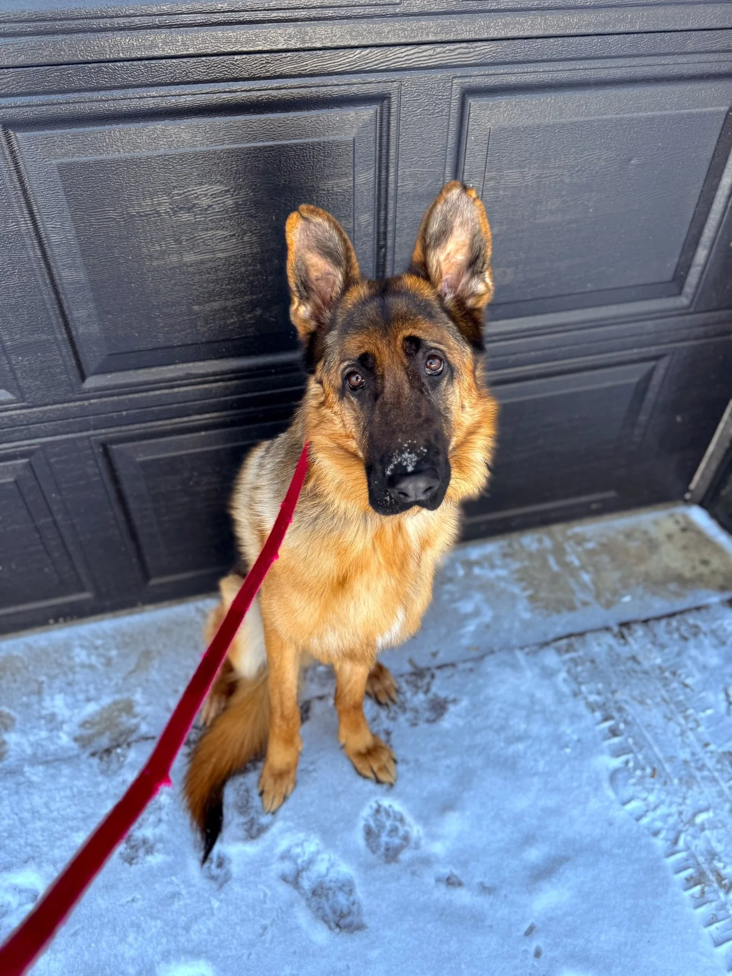 ⚡️⚡️1 year old GIO is starting his program this week. He&rsquo;s a big boy with a lot of leash pulling, some anxiousness and little to no confidence with himself. Smart dude and a quick learner looking forward to getting started with him👊🏽⚡️